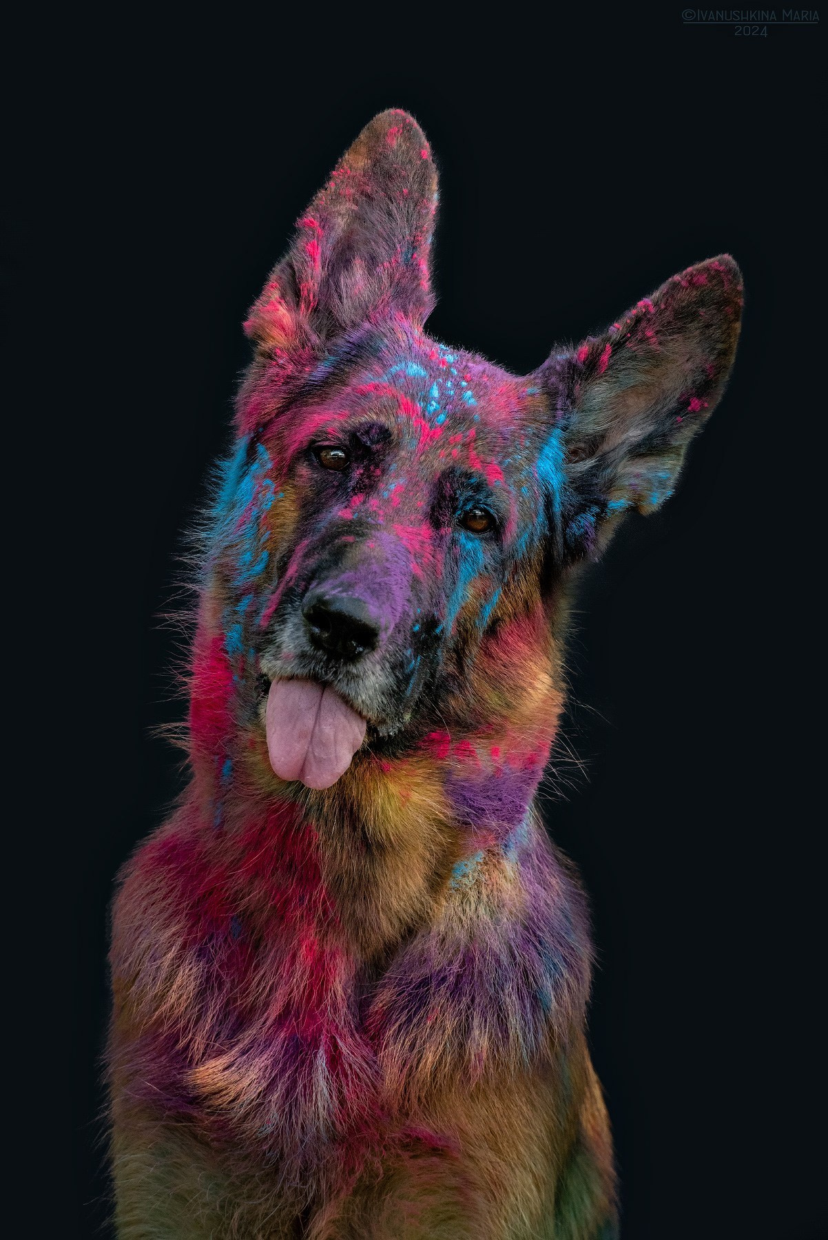 Фотосессия собаки с красками холи. Фотограф собак в Москве и Московской области Иванушкина Мария