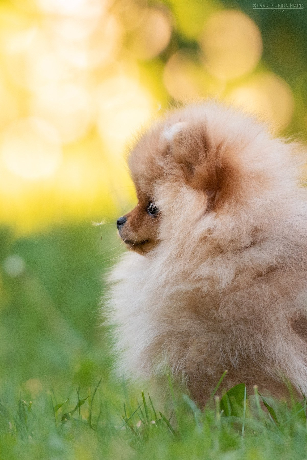 Фотосессия щенков на улице. Фотограф собак в Москве и Московской области Иванушкина Мария