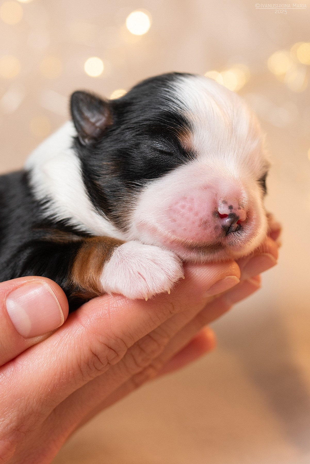 новорожденный щенок