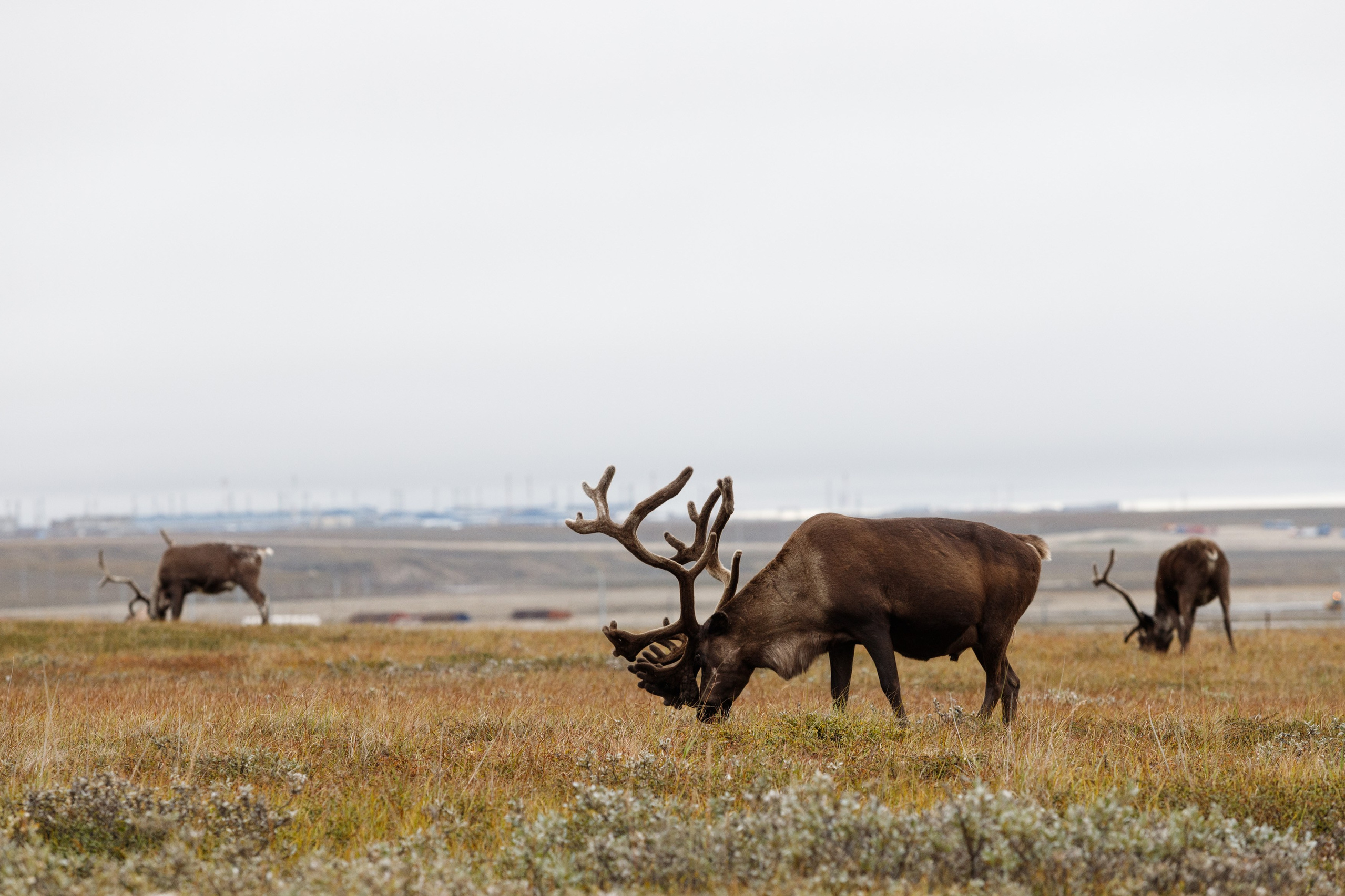 Главная. Главная