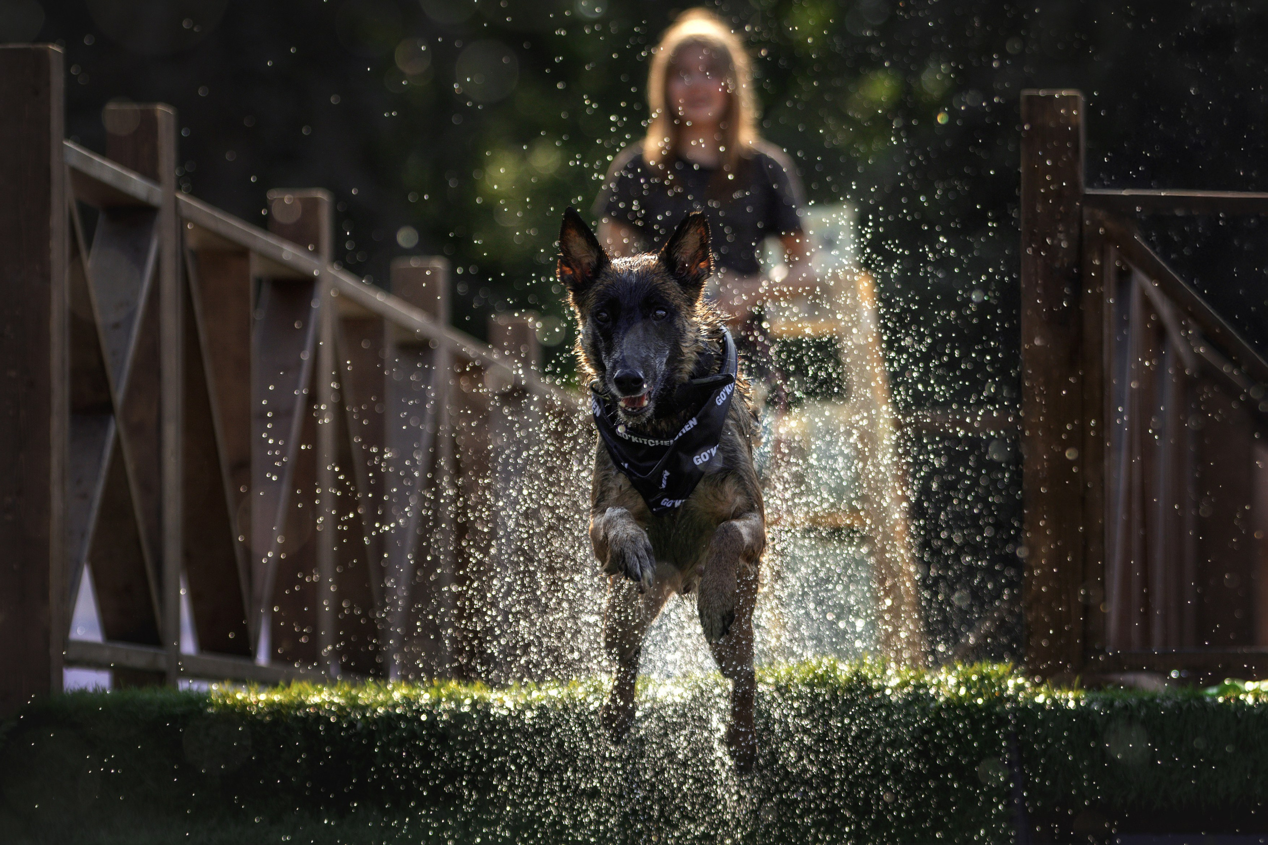 Стоимость фотосъемки собаки. Фотограф-анималист Юлия Зубкова