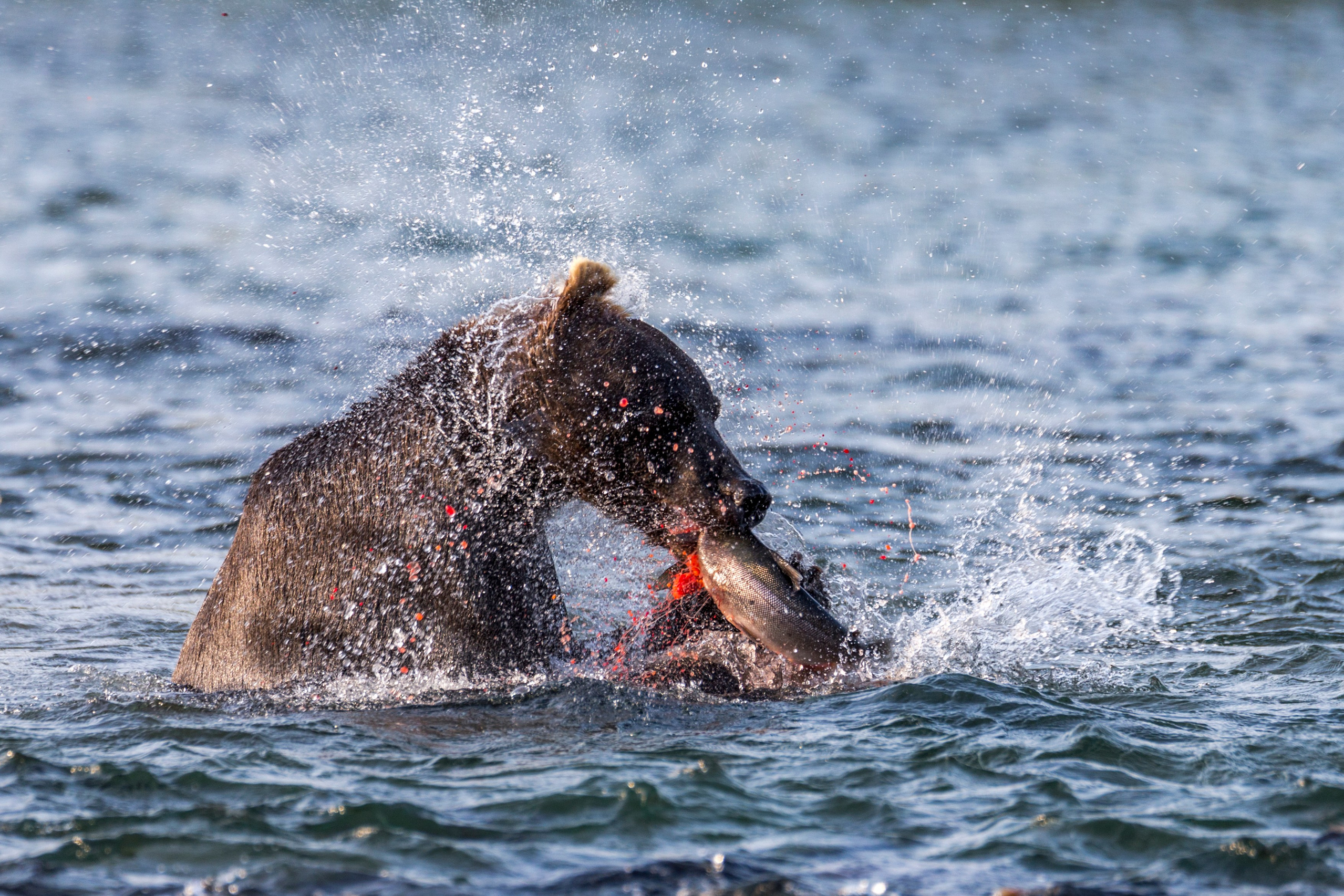 Сплав на рафтах. Время Камчатки: чтобы найти свой путь, нужно скорость умножить на время