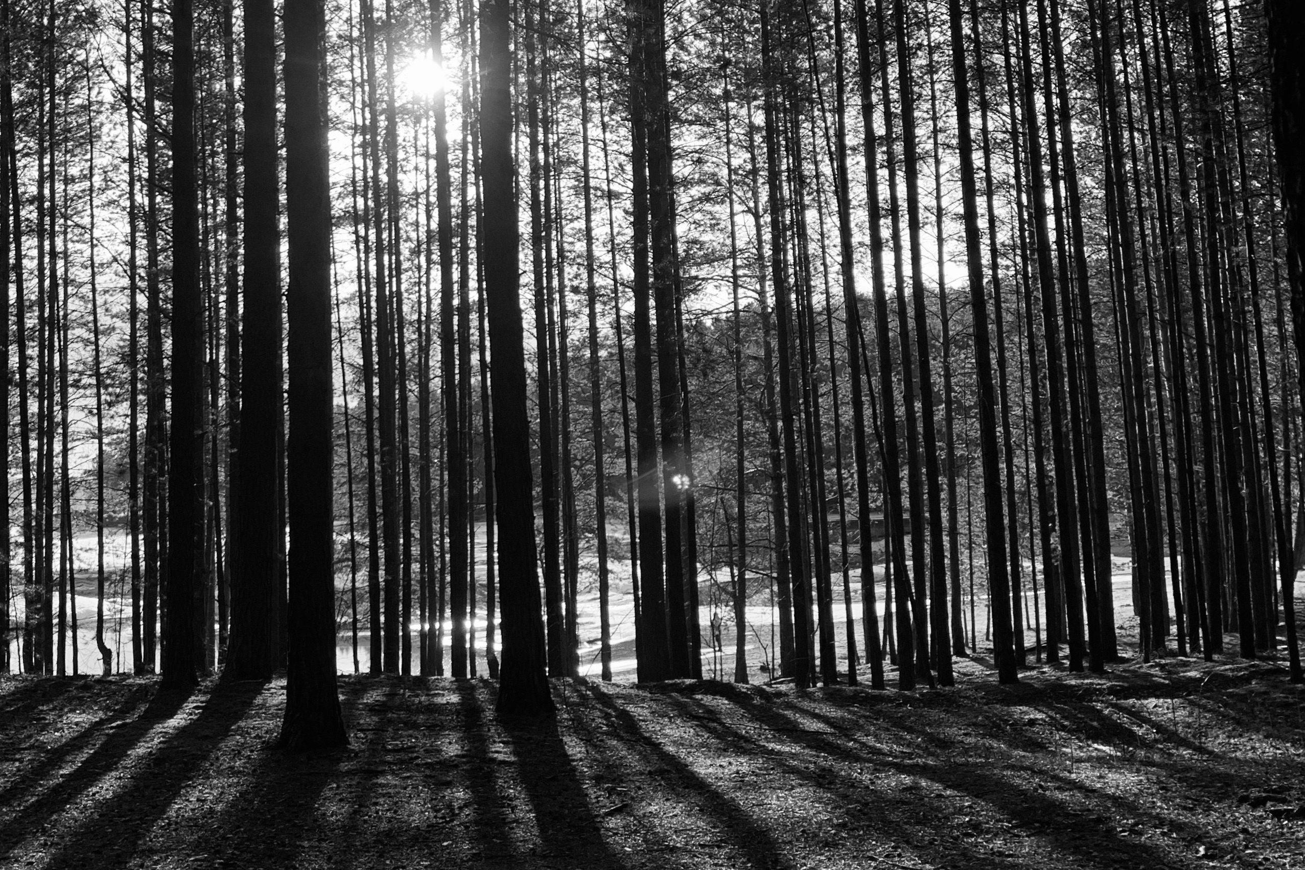 Кузьмич Светлана. ARTEXPOPHOTO