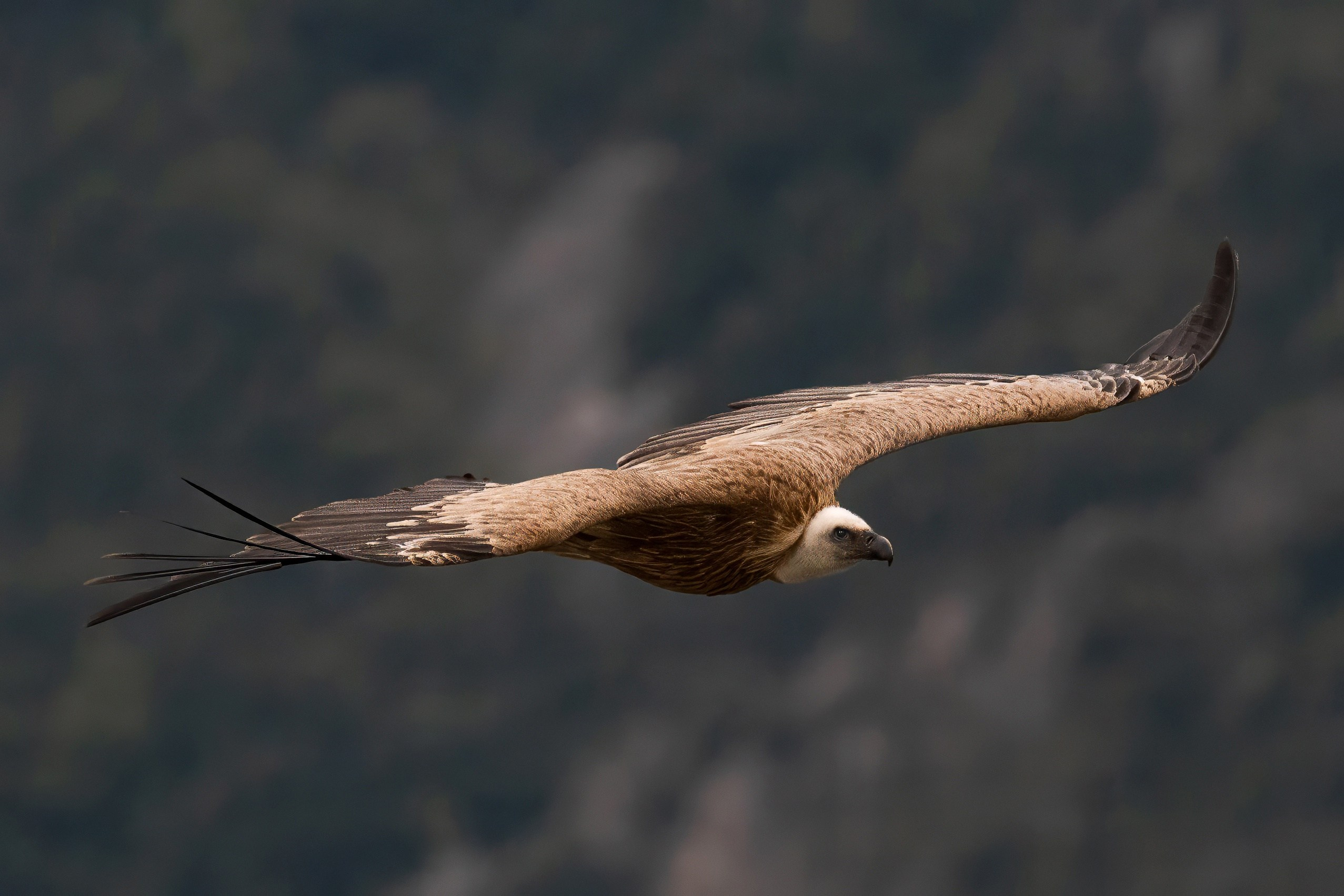 35 Awards «Дикий животный мир: Птицы». Photomantis