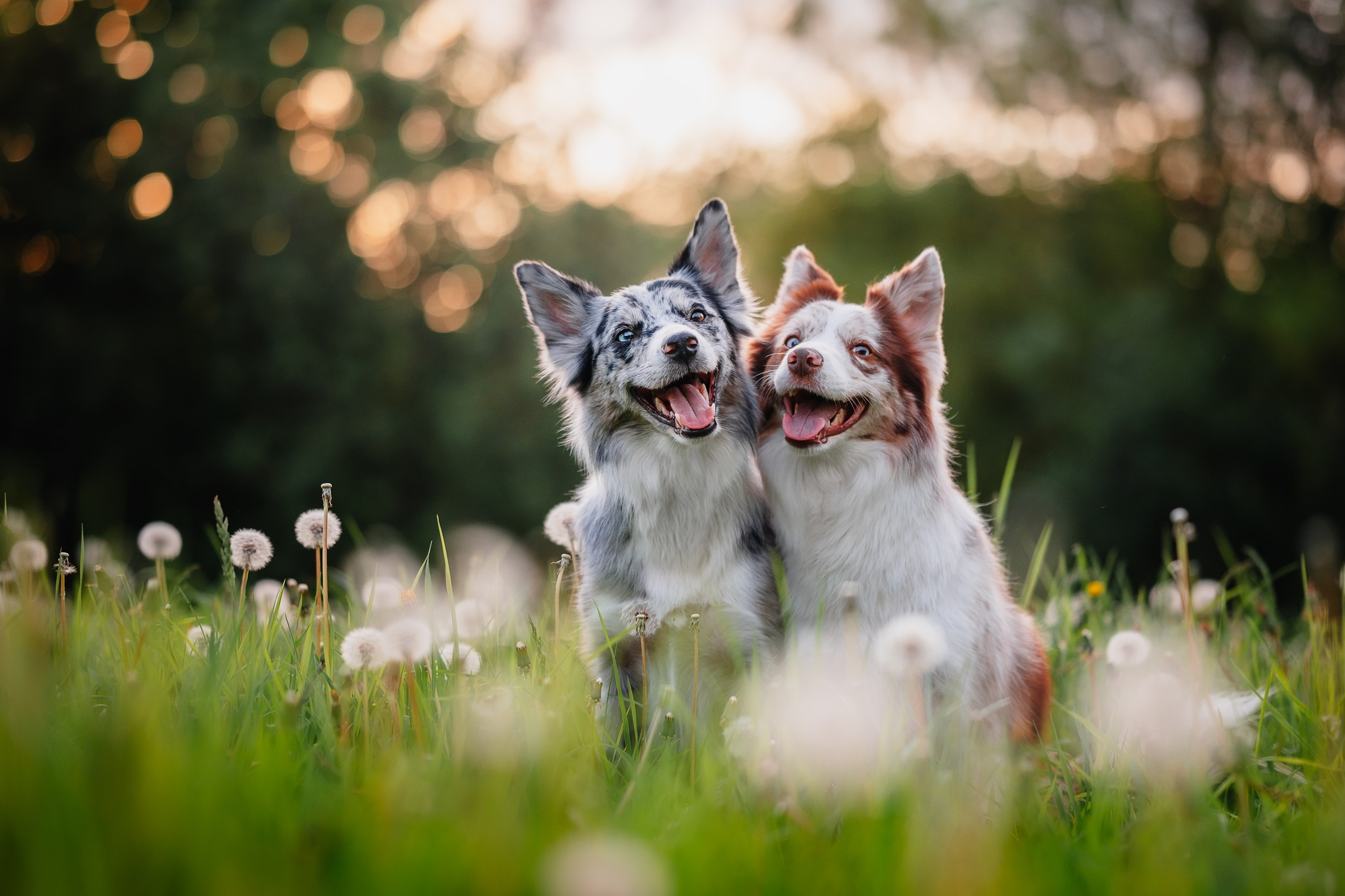 中文. Begomvprofcom.wfolio.pro