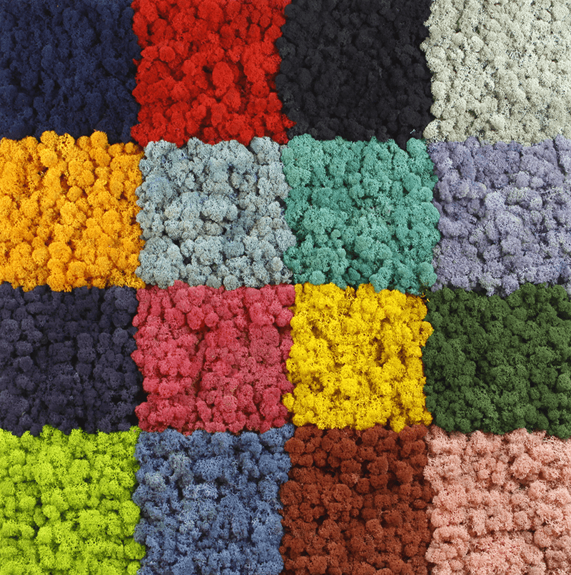 мох ягель разных цветов