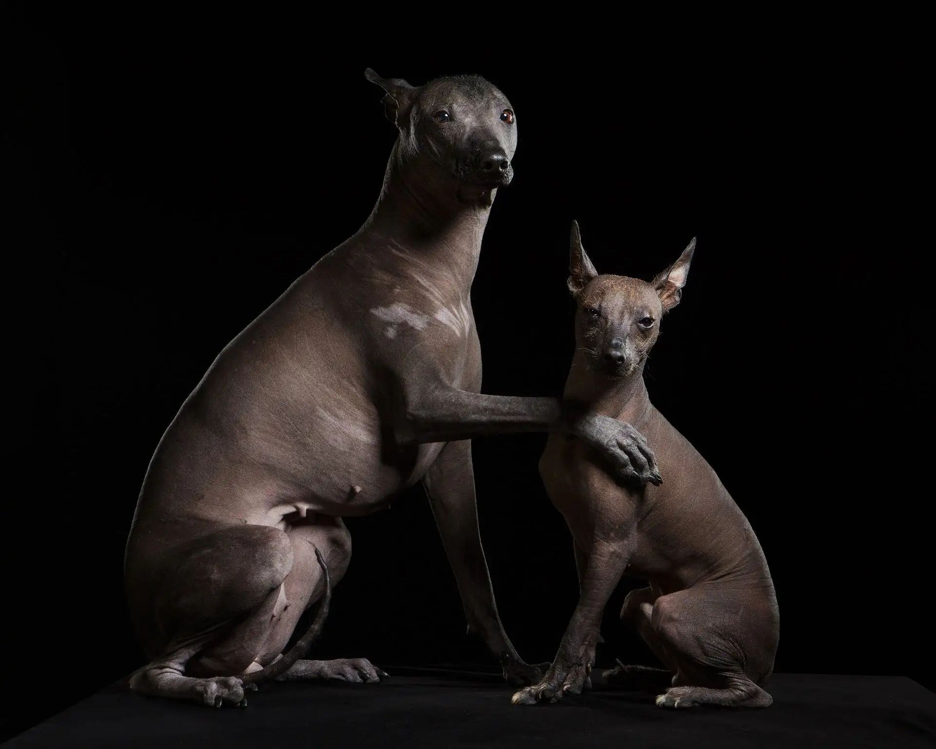 Портреты животных. Photographer Michael Stenin