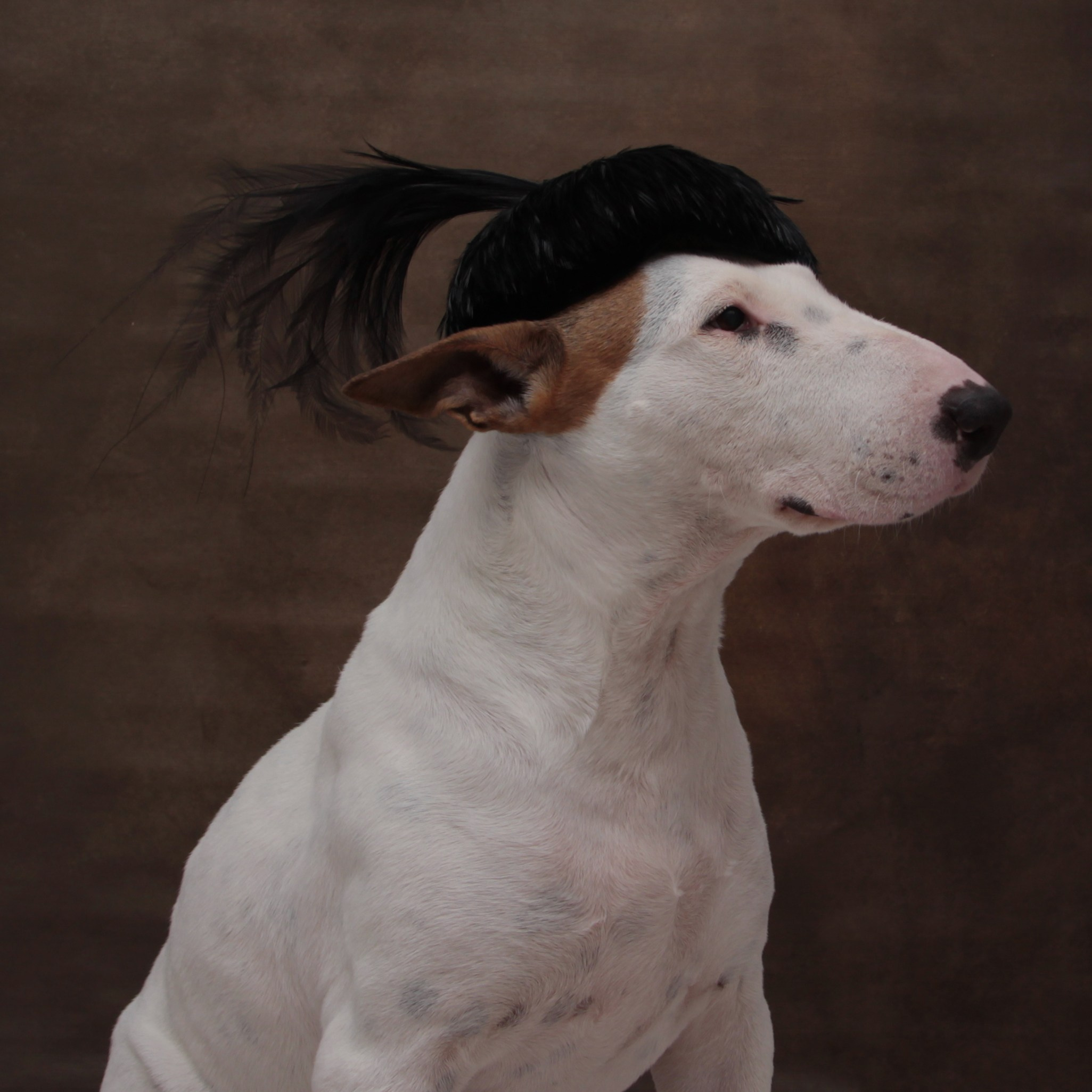 Foto. Personal experience in adapting a dog from a shelter