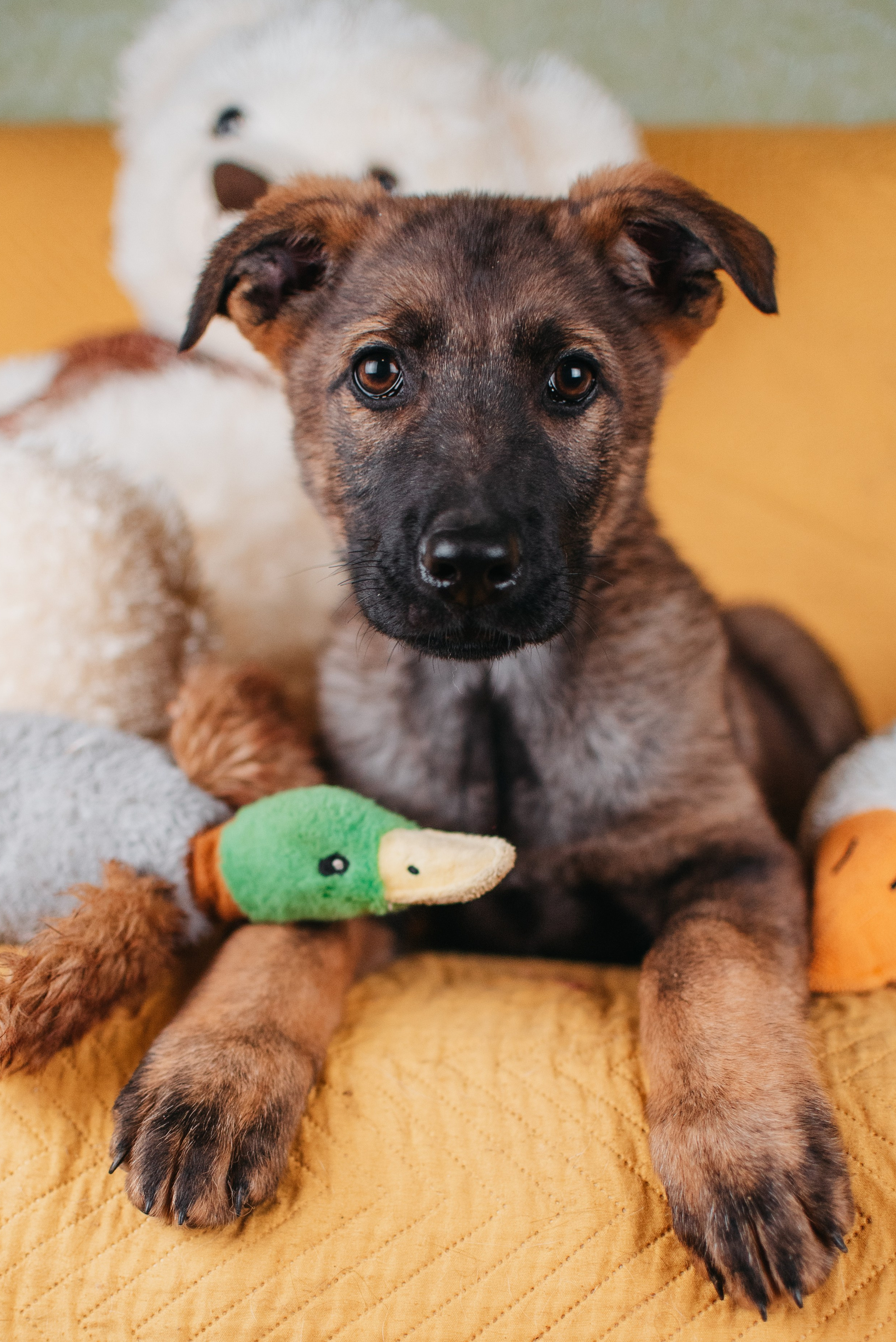 Животные на пристройство. Фотограф-анималист Валерия, Москва, Мытищи