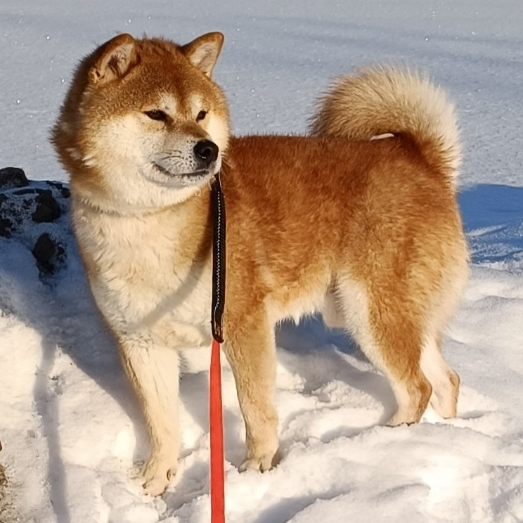 AMERICAN AKITA RUBYLIGHT KENNEL I SHIBA INU