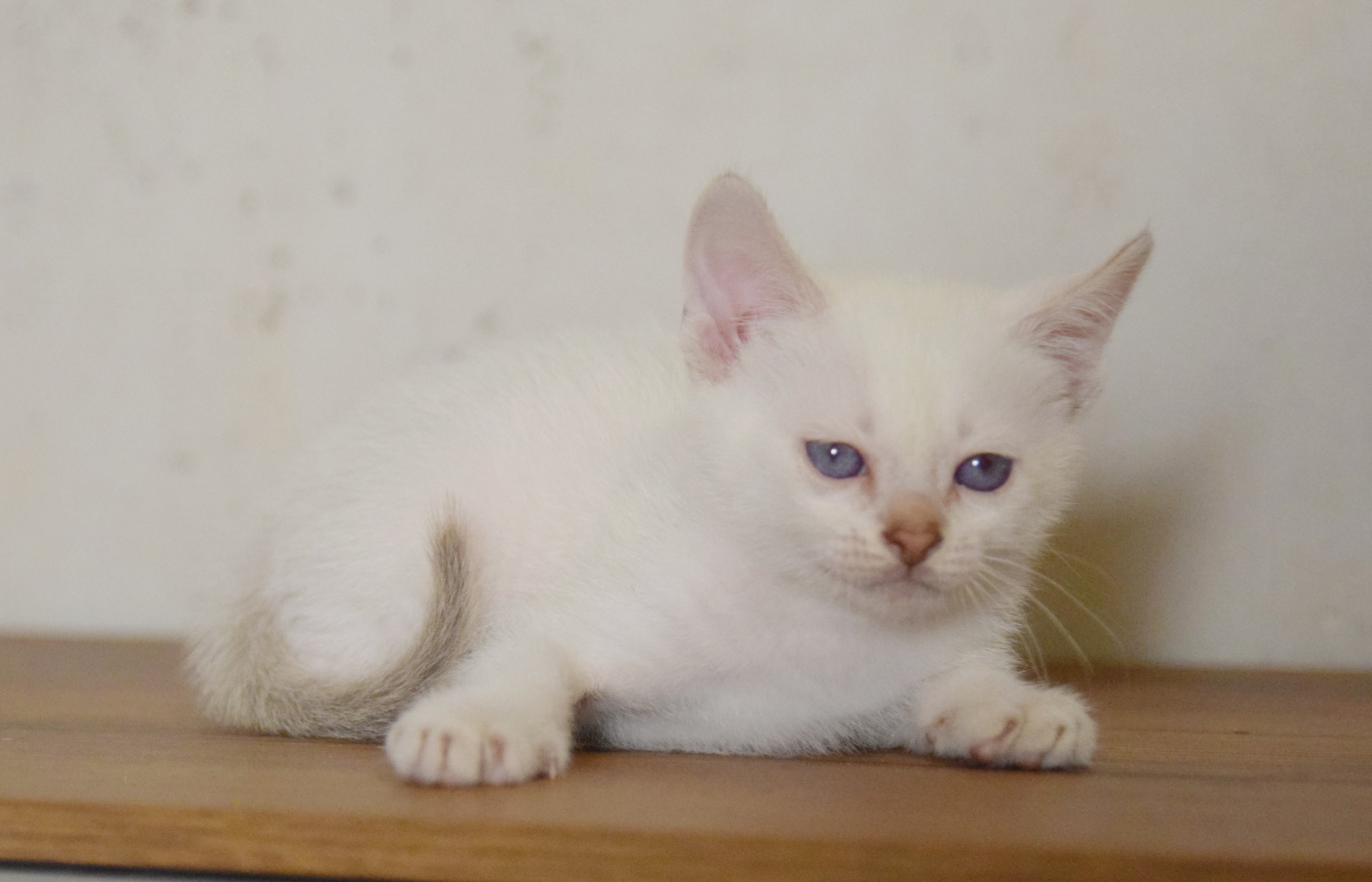 Котята. Питомник тайских кошек в Санкт-Петербурге Noyland