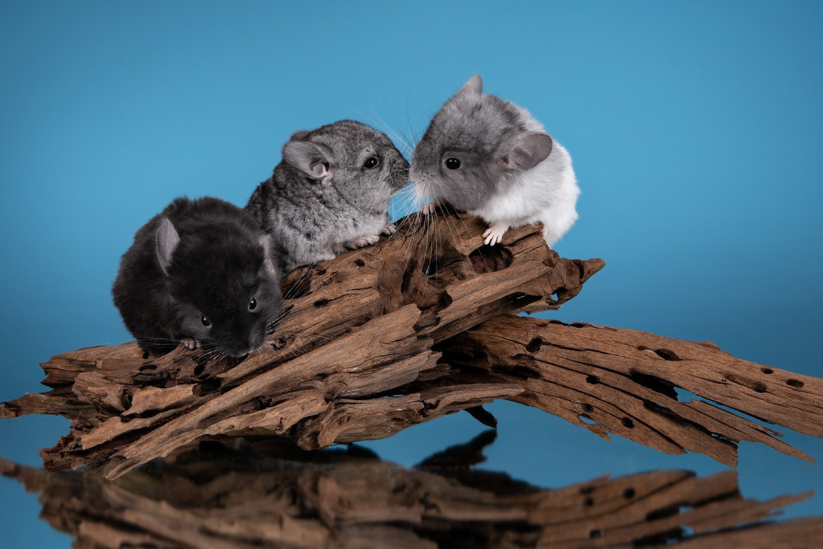 Цены на фотосессию собаки. Фотограф собак в Москве и Московской области Иванушкина Мария