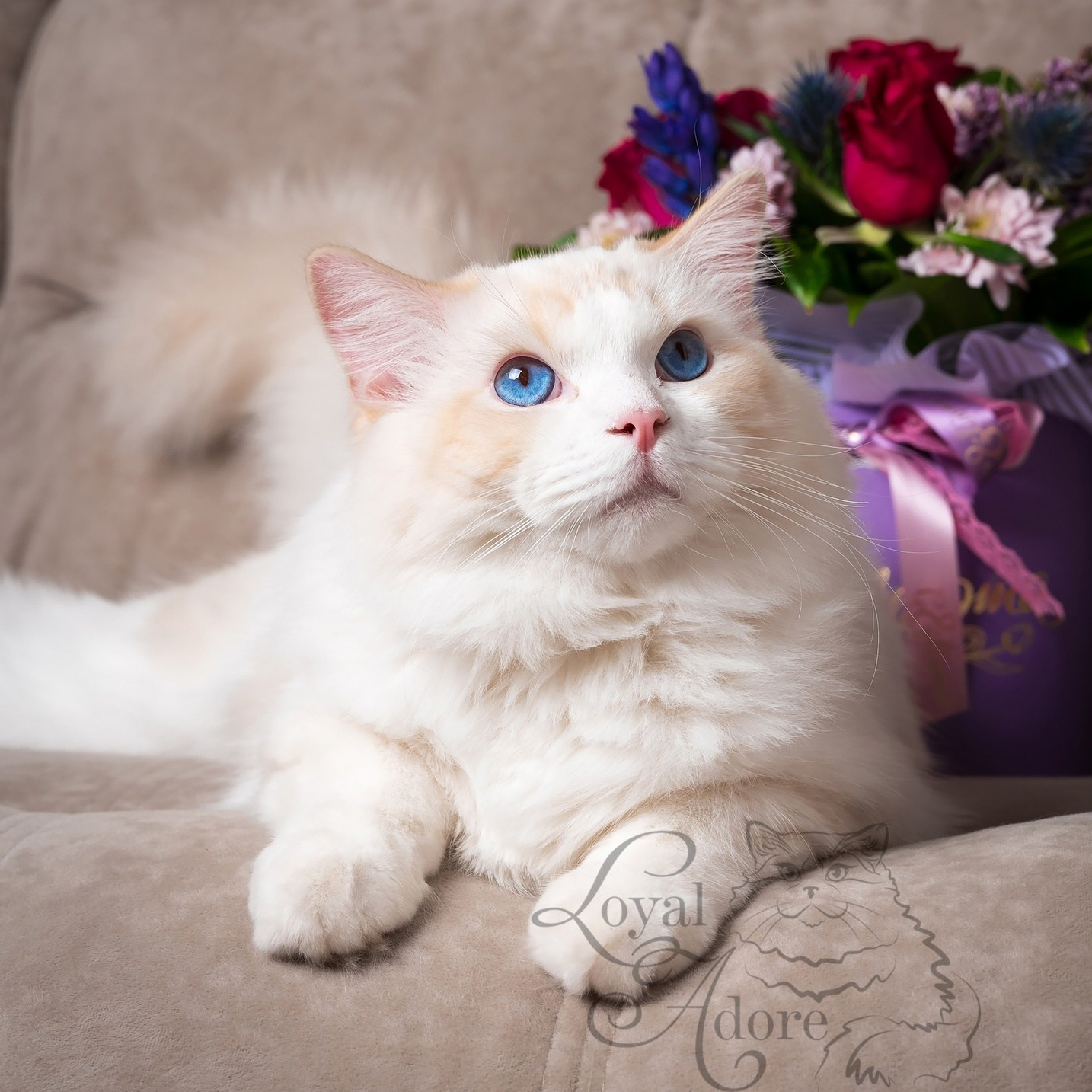 Котята рэгдолл от Loyal Adore. Питомник рэгдолл Loyal Adore