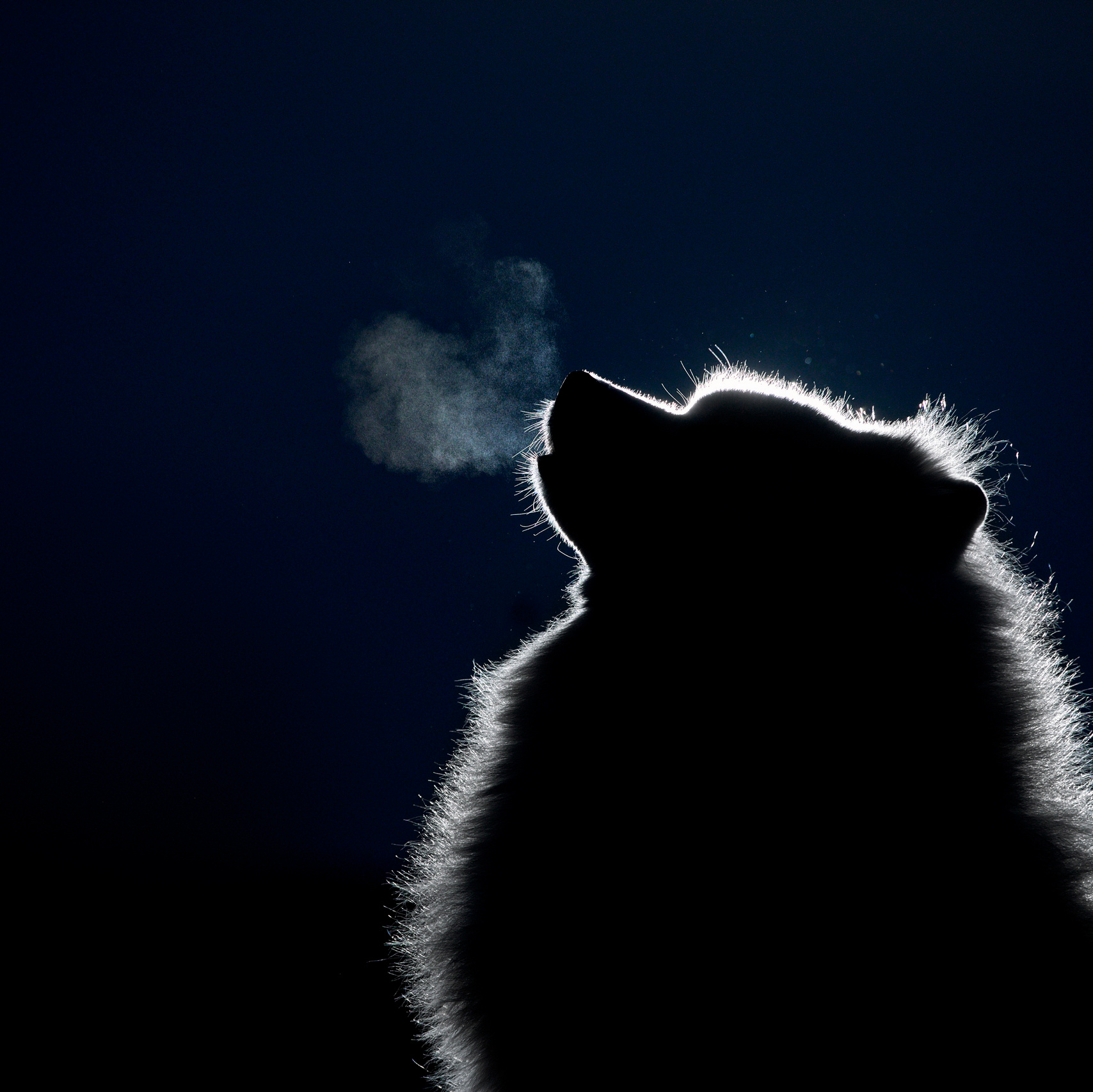 Питомникам. Фотограф-анималист Саша Вязьмина