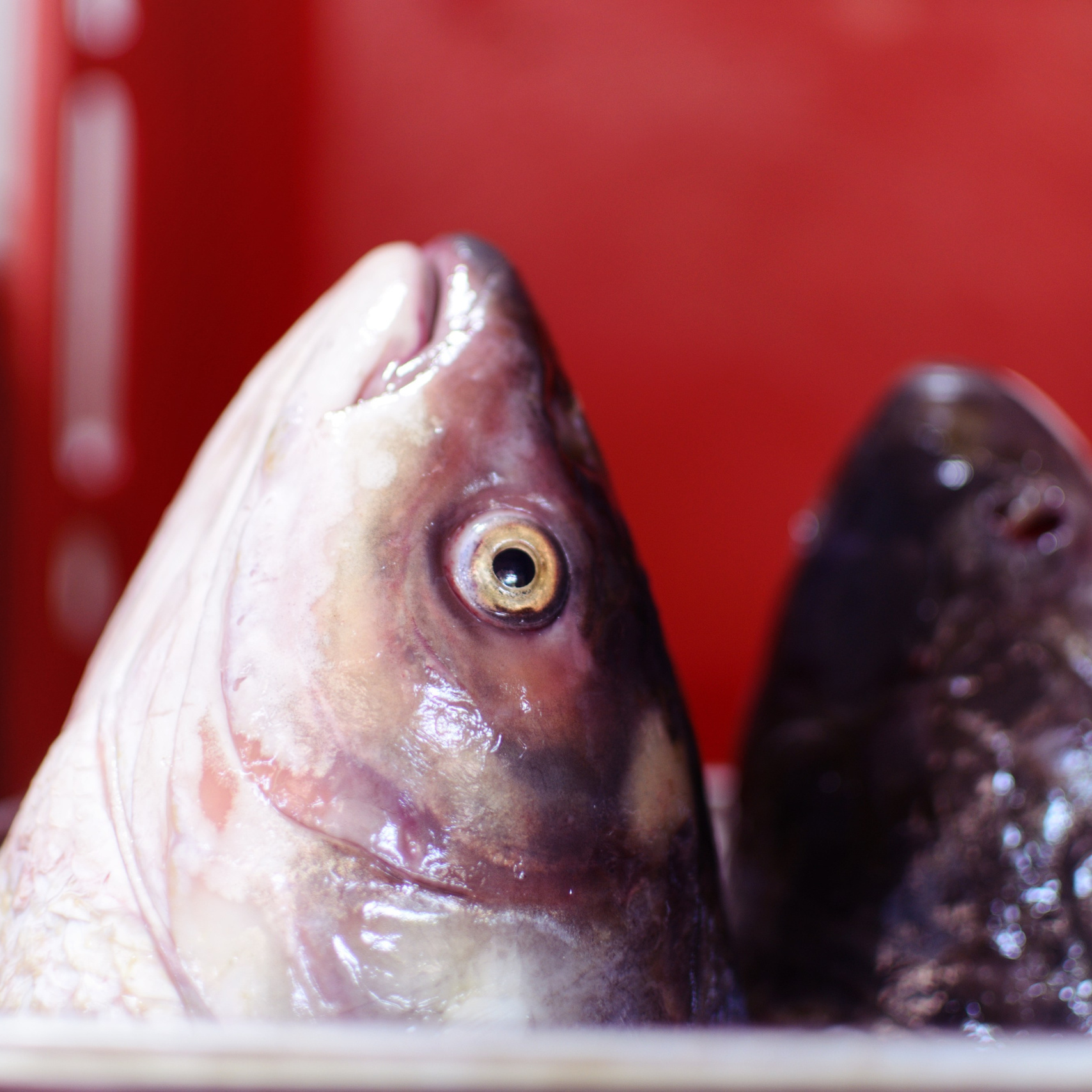 Visual artist • Elena Mironova