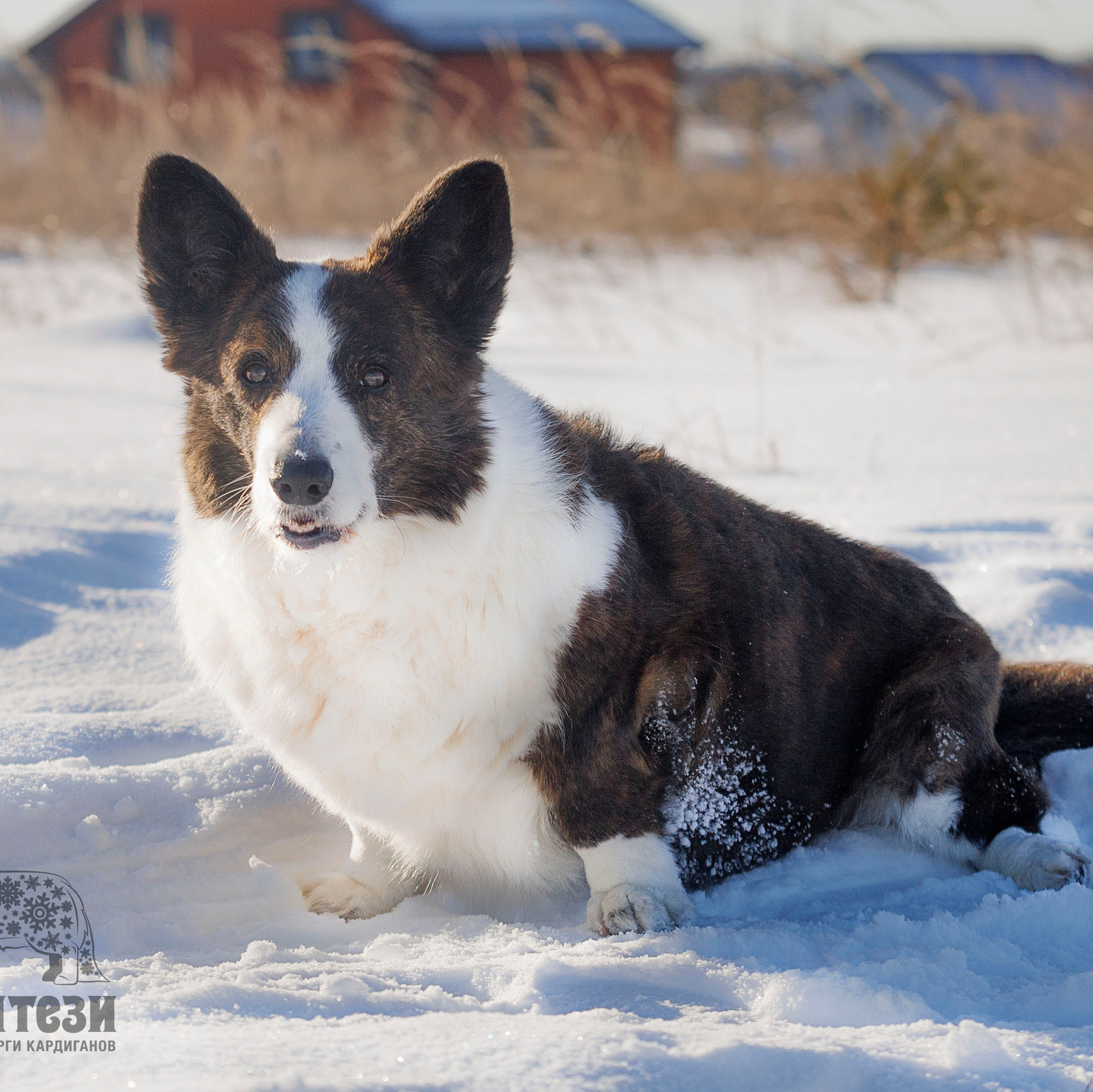 Вельш корги кардиган питомника Ice Fantasy Брянск. Ice Fantasy kennel: professional breeding of Siberian huskies and wels
