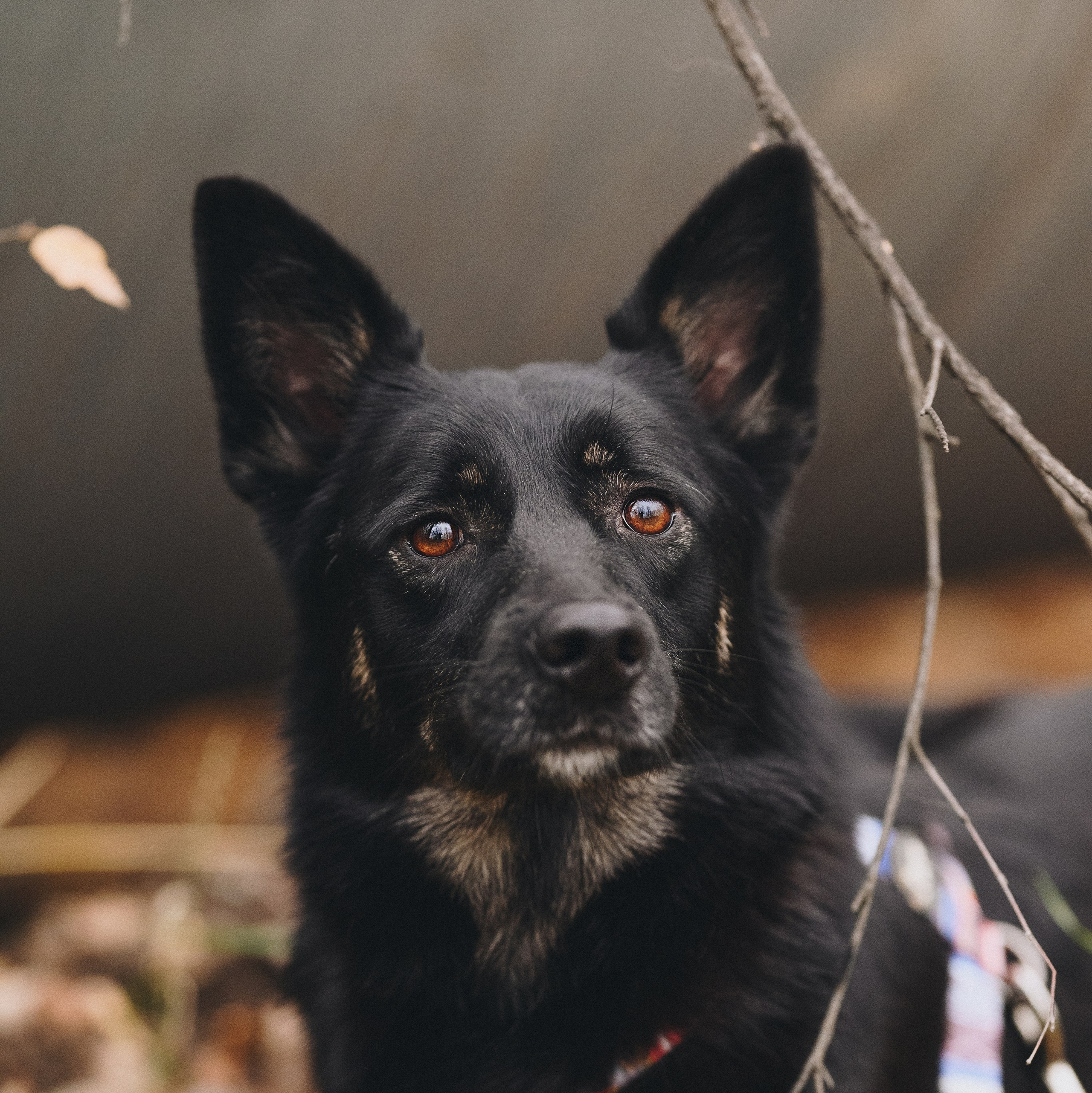 Reviews. Natalia Finch Photography — family and pets photography in Chicago, IL