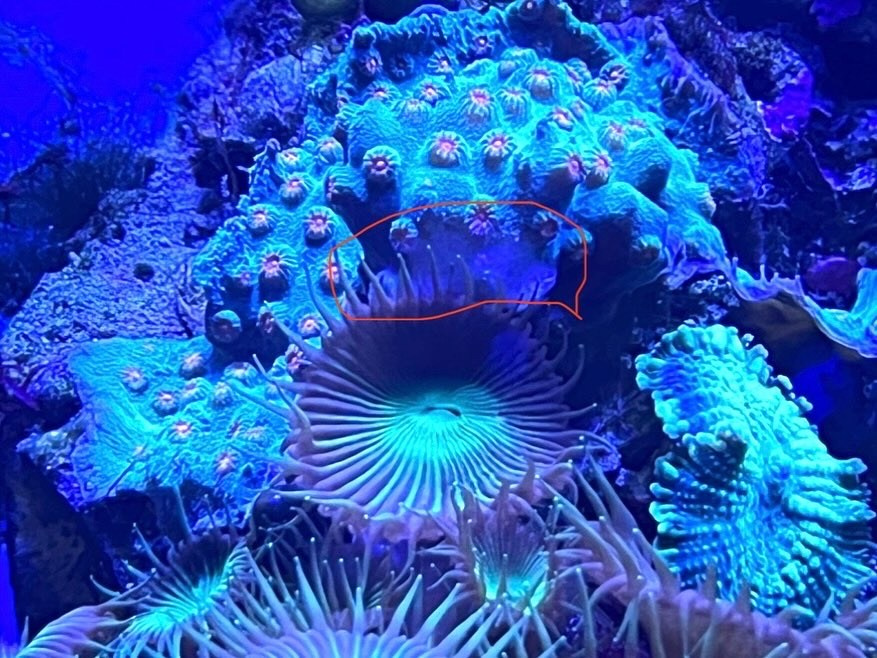 Мягкие кораллы не такие уж и мягкие. Home