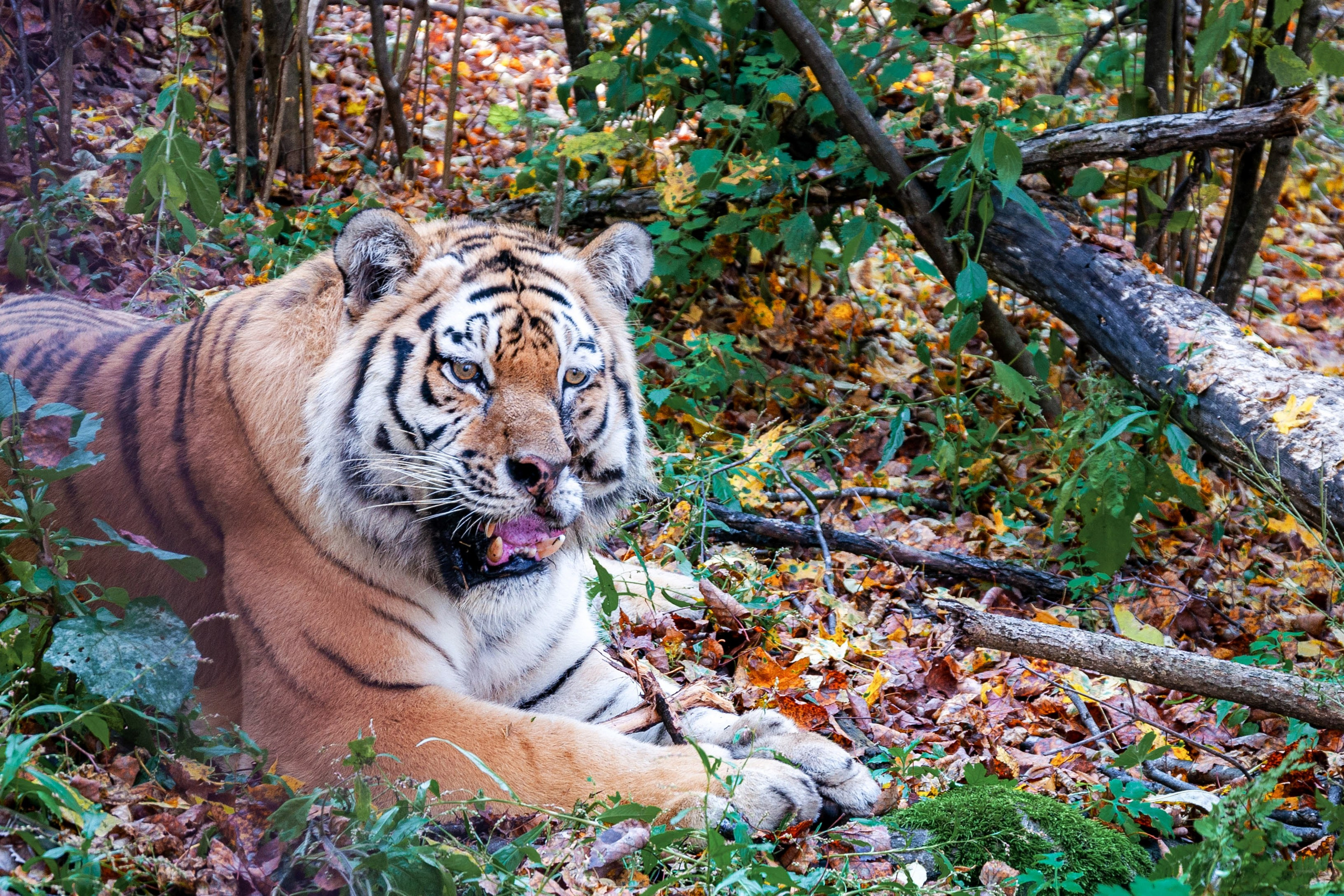 Дальний Восток — природа и достопримечательности
