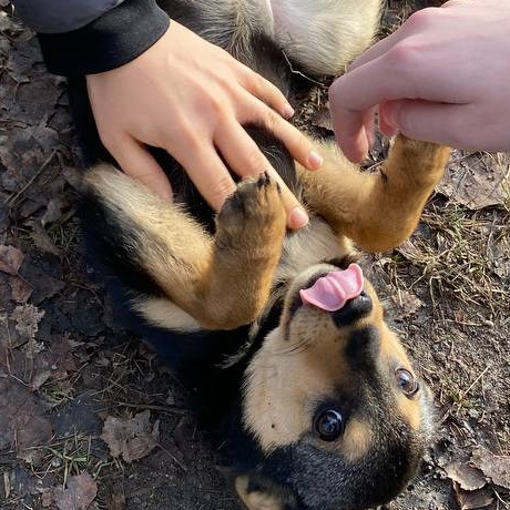 Жители «Анкор». Конные прогулки в клубе «Анкор» — Омск