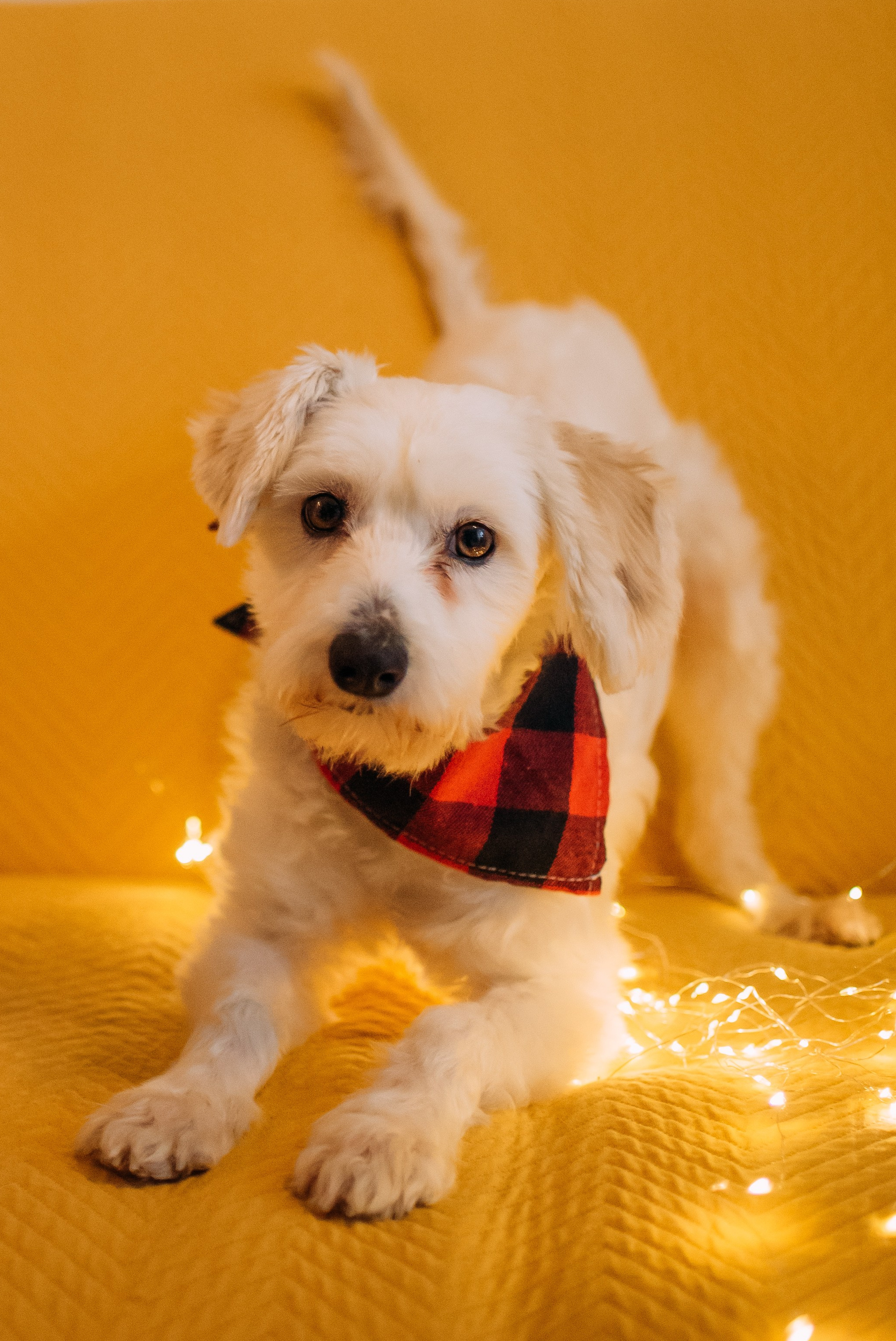 Животные на пристройство. Фотограф-анималист Валерия, Москва, Мытищи