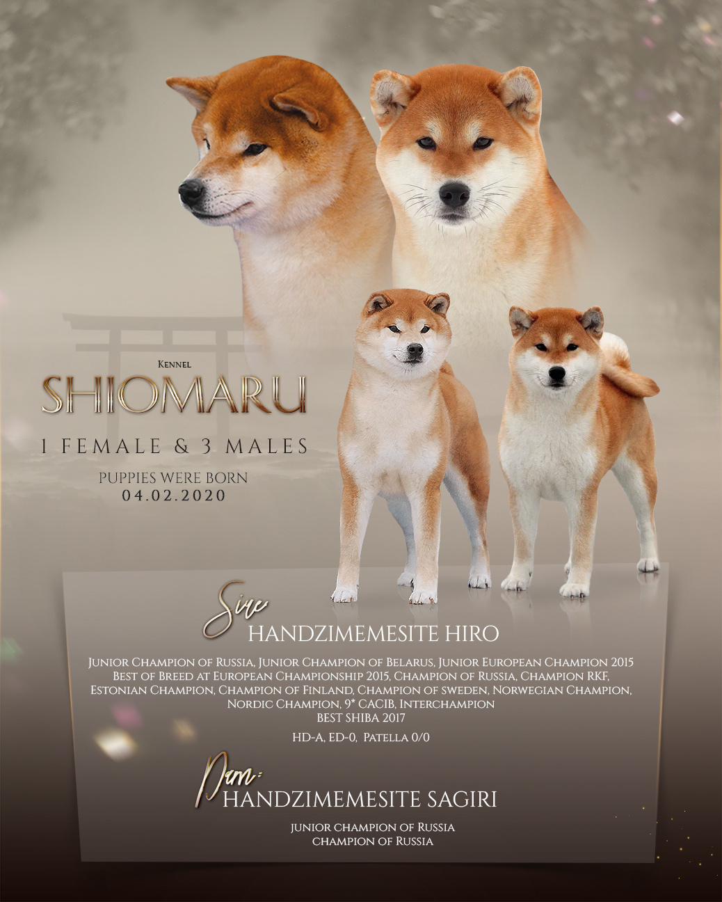 Помет T — Shiomaru kennel. SHIOMARU Shiba and Akita Inu Kennel