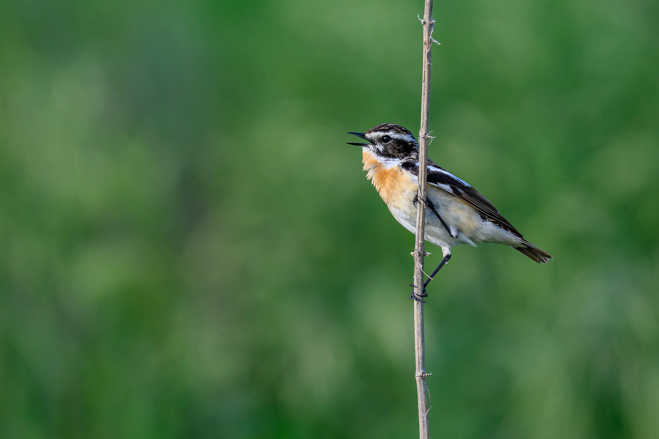 Щеглы и чекан. Фотограф Сергей Пупонин