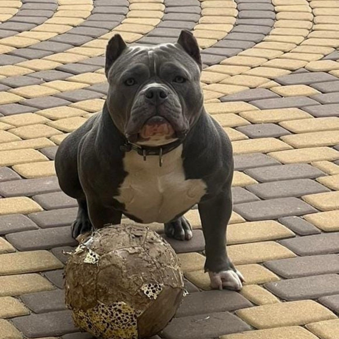 Тайсон - американский булли покет