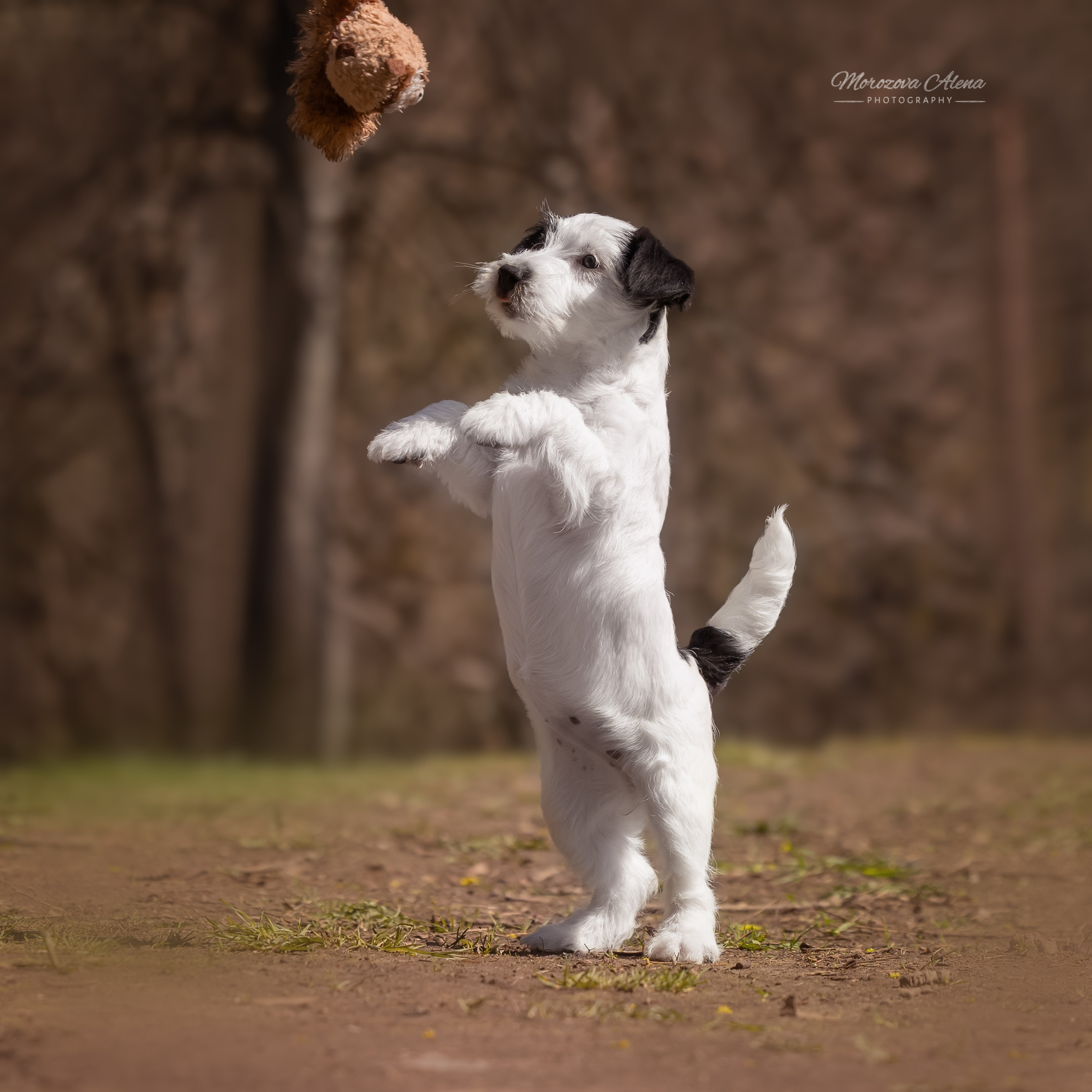 Щенки. Джек Рассел терьер. Санкт-Петербург. Щенки Джек Рассел терьера