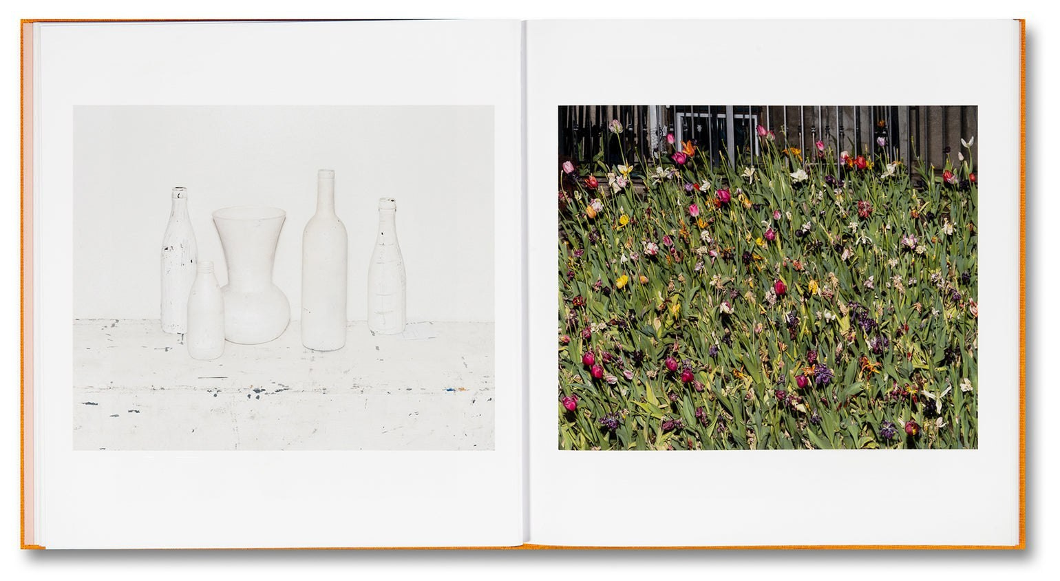 ОБЗОР АКТУАЛЬНЫХ ФОТОКНИГ: СОВЕТ МОЛОДЫМ ХУДОЖНИКАМ. Самоорганизация Низина