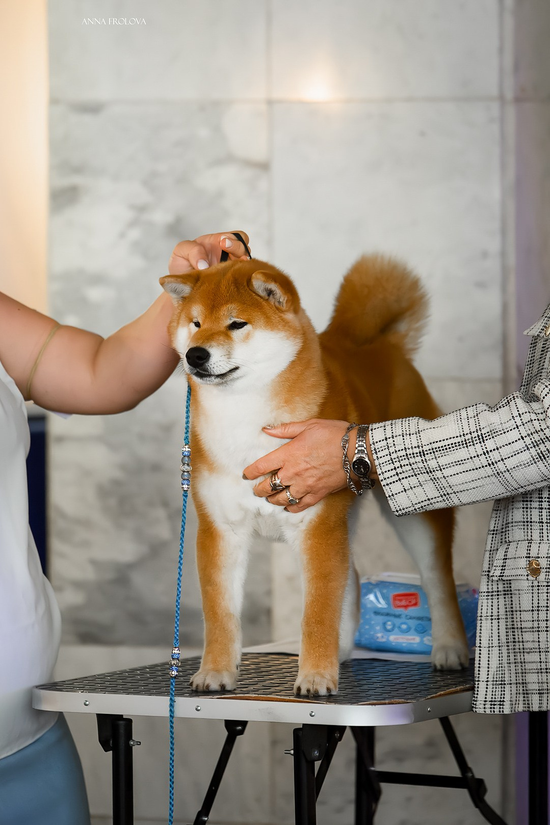 КОБЕЛИ. SHIOMARU Питомник сиба и акита-ину