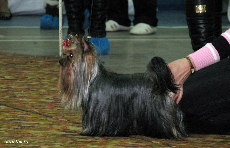 2013 г Результаты выставок. Питомник Йоркширских терьеров Дэнстайл в Санкт-Петербурге заводчик Тих