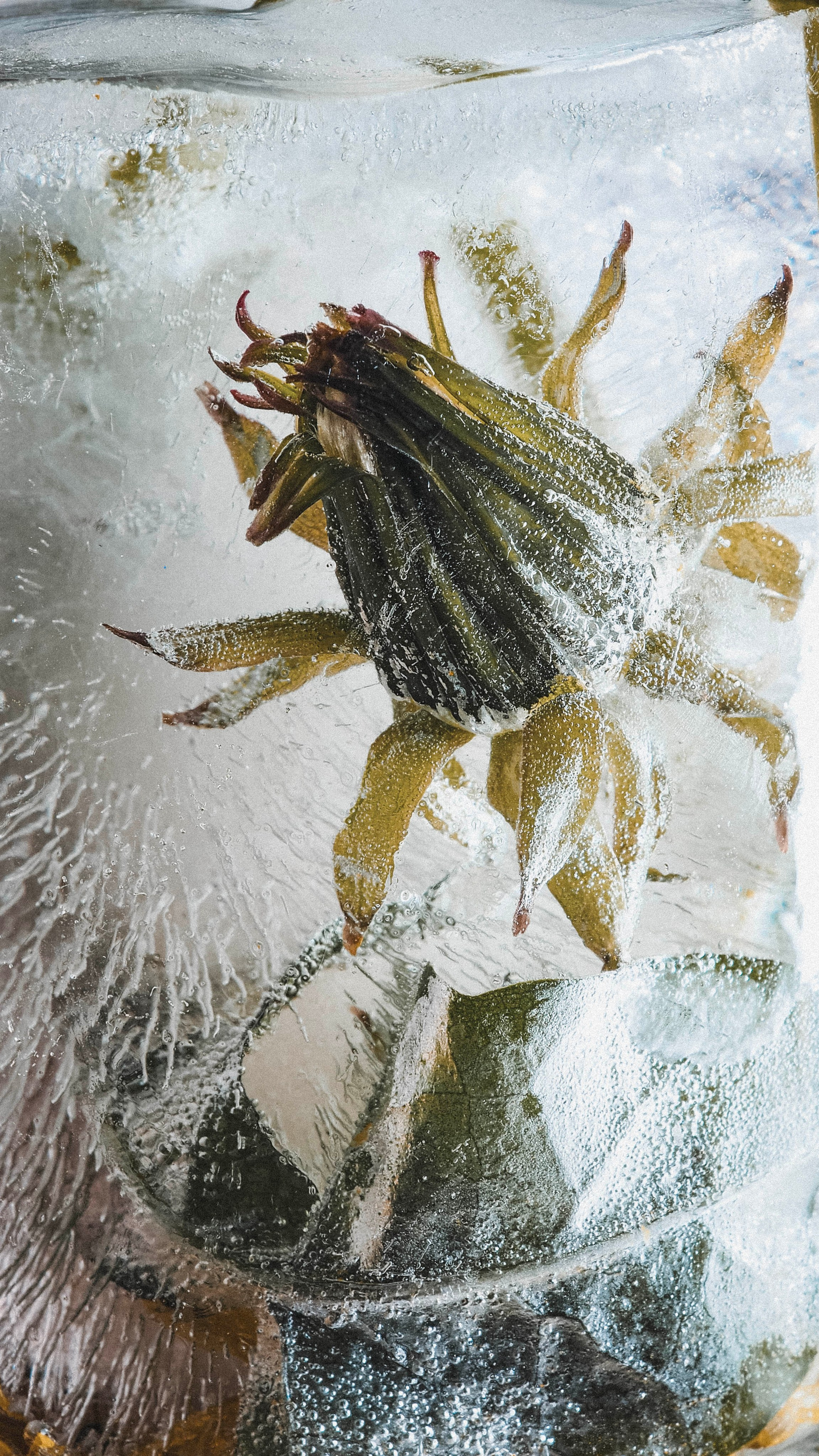 FFF — Frozen Fairy Flower. Фотограф в Санкт-Петербурге Анна Гончар