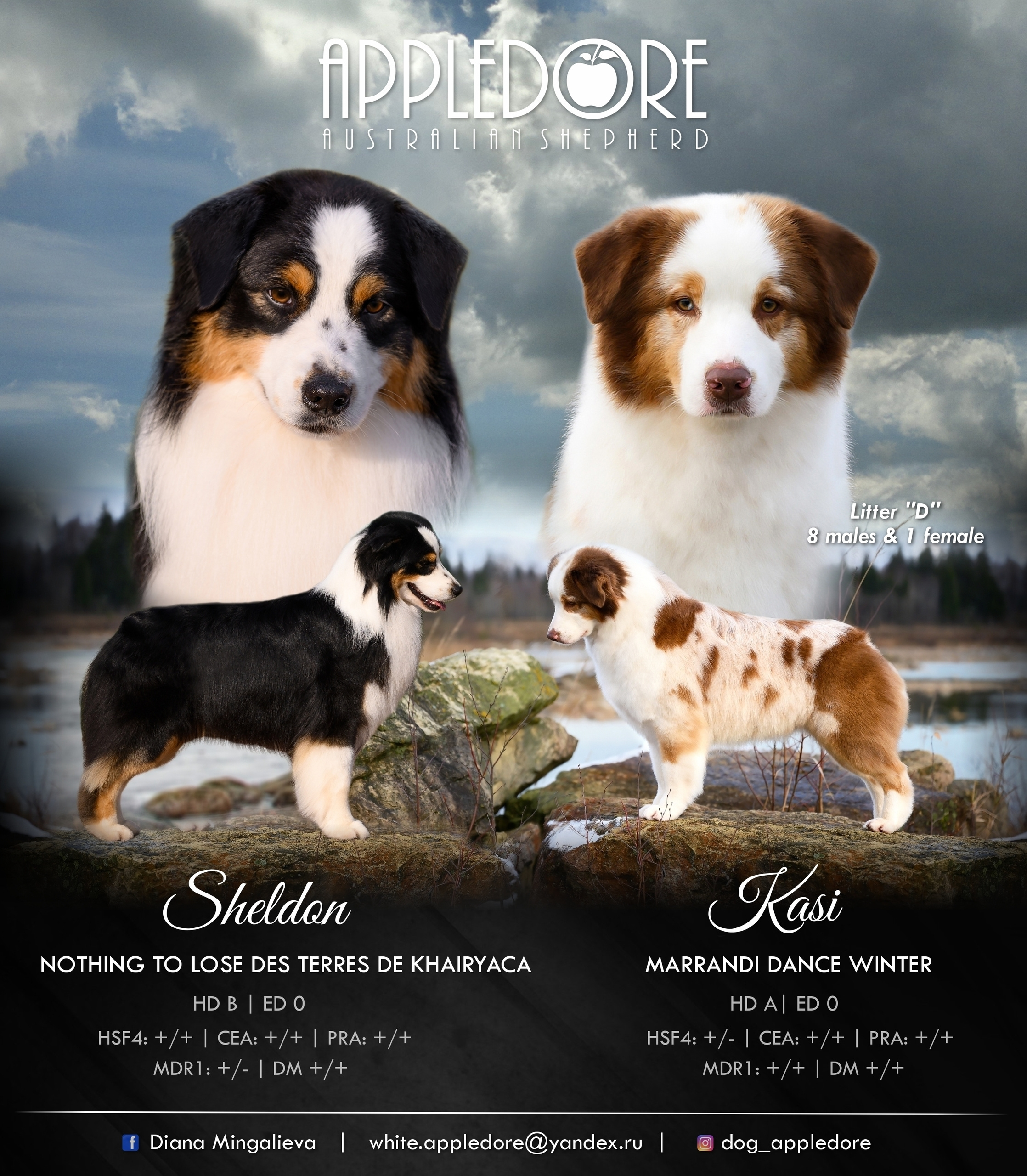 ПОМЕТ Д. Питомник австралийских овчарок «APPLEDORE»