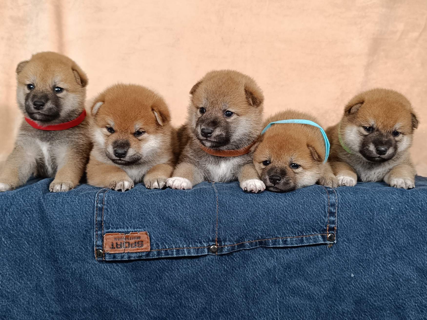 сиба щенок купить питомник RUBYLIGHT Санкт-Петербург