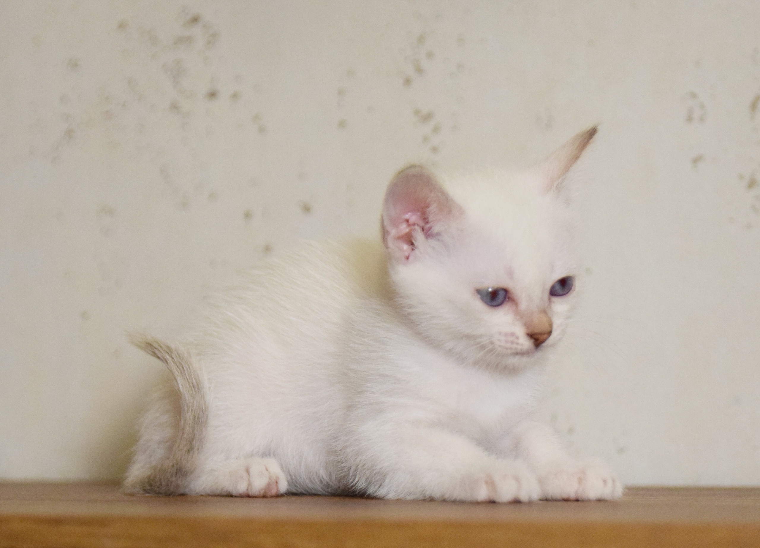 Котята. Питомник тайских кошек в Санкт-Петербурге Noyland