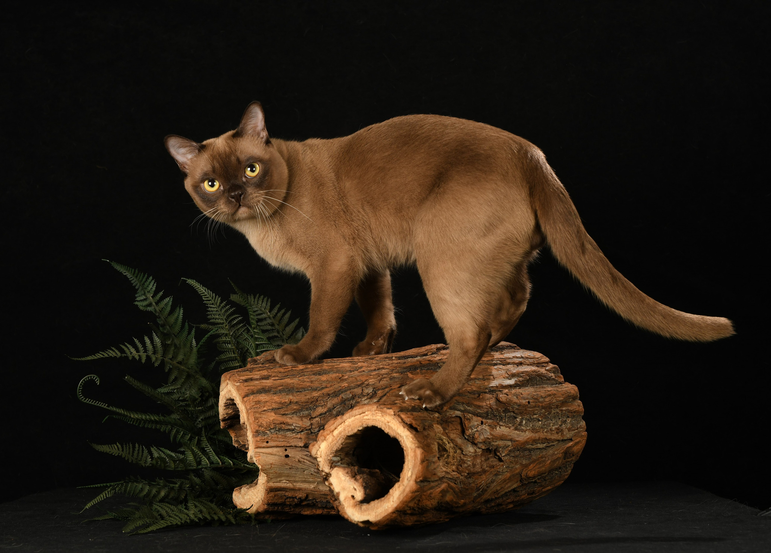 Котёнок американской бурмы. Las Burmas — питомник американской бурмы традиционных линий