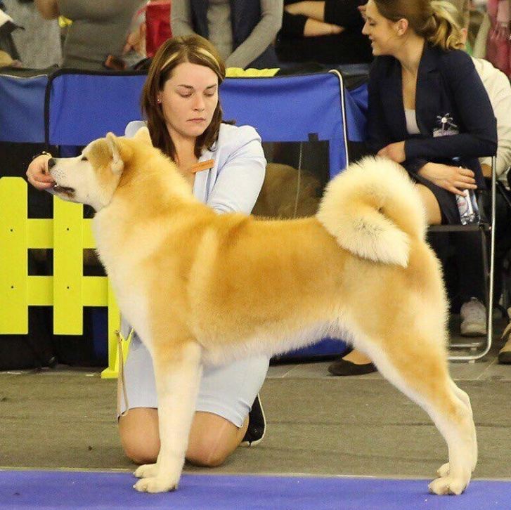 GRADUATES OF THE KENNEL. SHIOMARU Shiba and Akita Inu Kennel