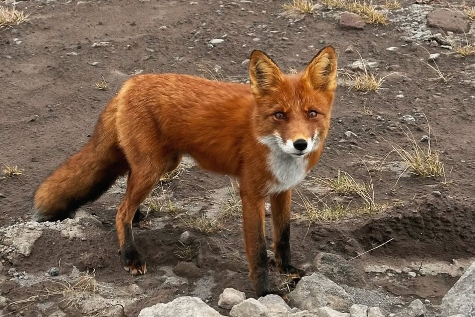 Камчатка | лето — осень