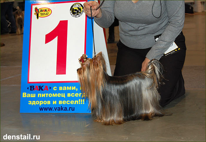 2009-2010 г Результаты выставок. Питомник Йоркширских терьеров Дэнстайл в Санкт-Петербурге заводчик Тих