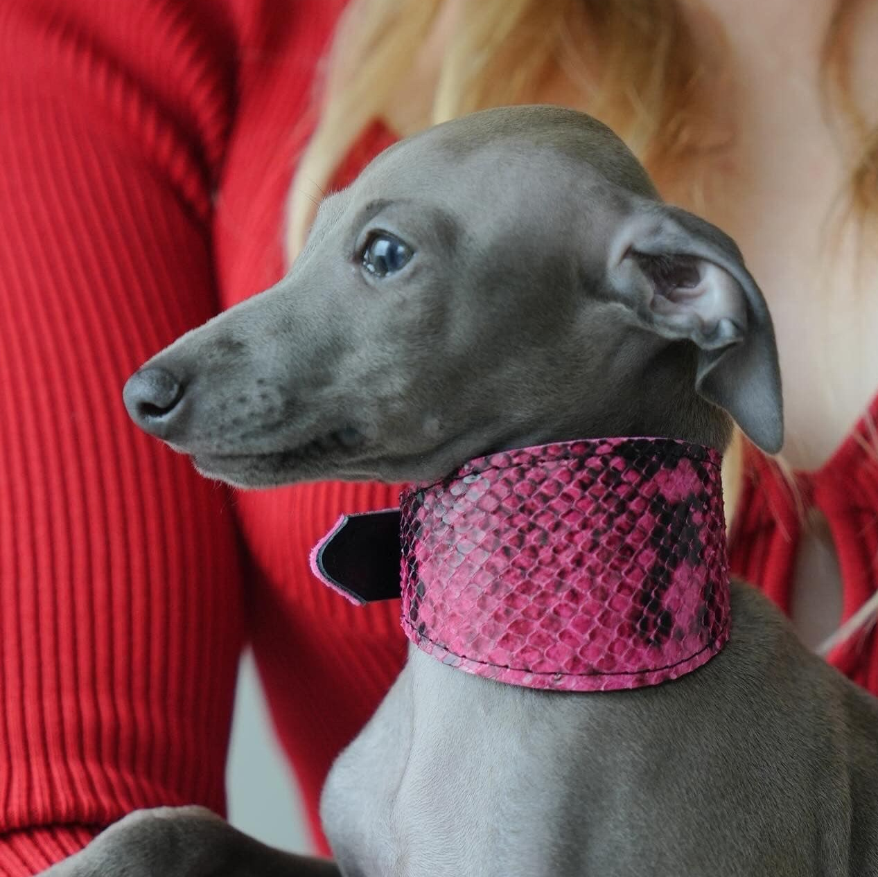Ошейники. Professional Italian Greyhound Kennel RKF/FCI ASTI SAPPHIRE 💎 Sochi|St. Petersburg