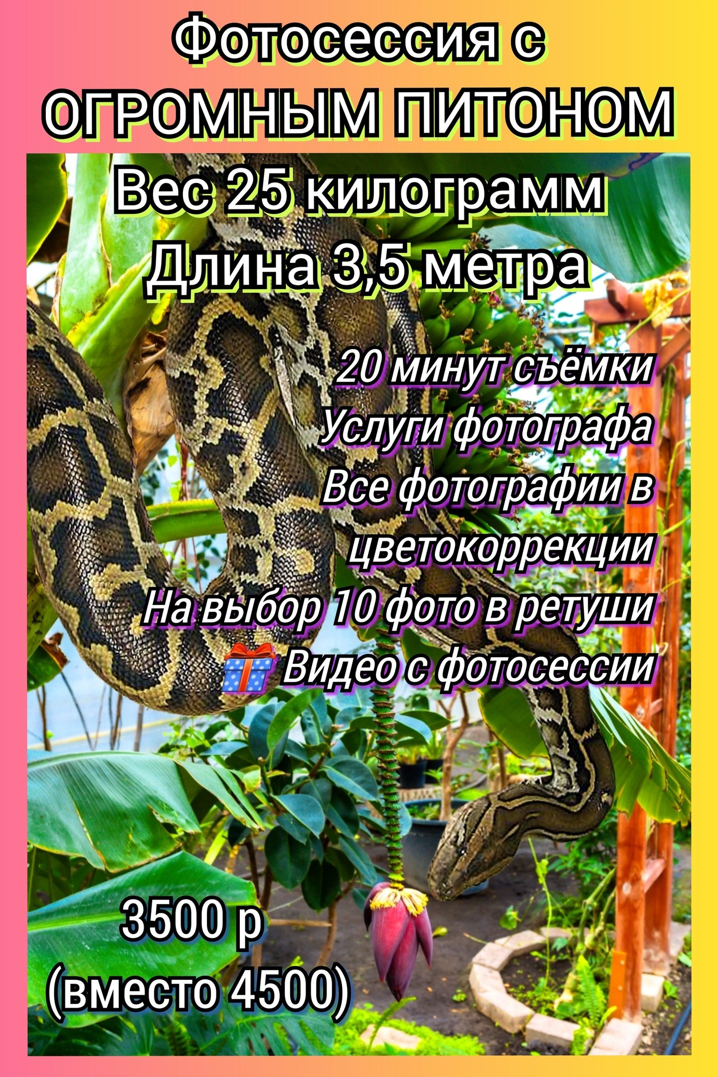 Фотосессия с ПИТОНОМ весом 25 кг. Фотограф Виолетта Липецк: все виды фотосессий