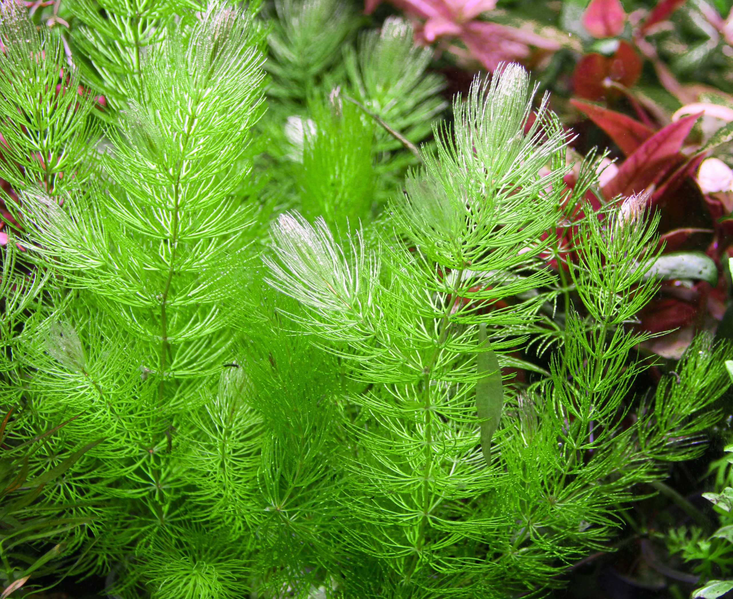 Ceratophyllum demersum in aquarium. Home