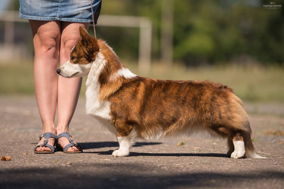 Вельш корги кардиган Corgi Na Volge Pobedonosets ВЕГАС. Ice Fantasy kennel: professional breeding of Siberian huskies and wels