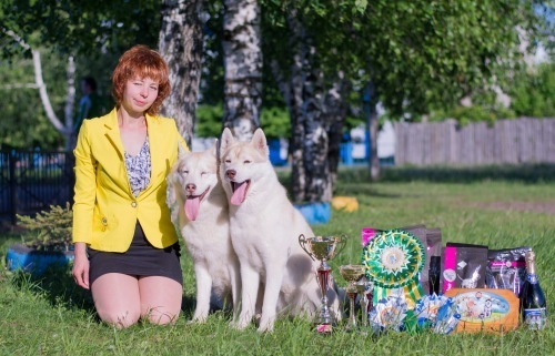 Новости питомника Ice Fantasy. Купить щенка Вельш-корги-кардиган в семейном питомнике — Ice Fantasy