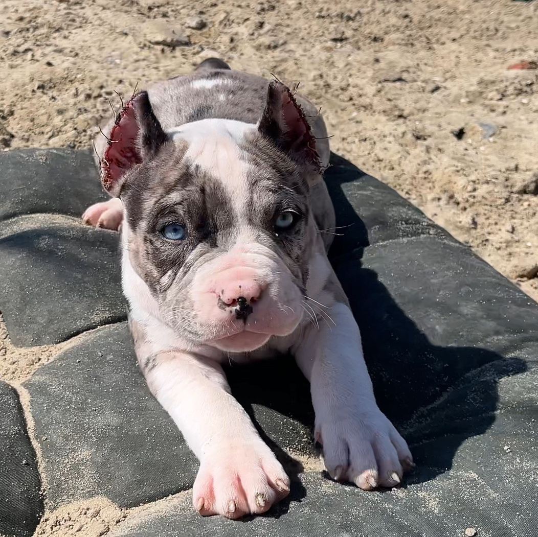 Бесплатно Американский Булли. Американский Булли в г. Ростов-на-Дону. Питомник THE POWER OF SIBERIA