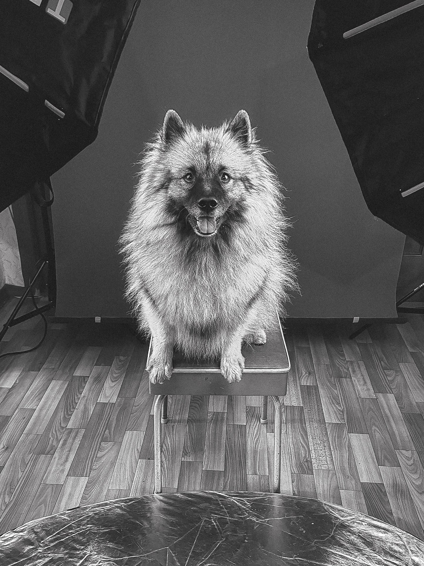 Фотосессия собаки в студии на фонах. Фотограф собак в Москве и Московской области Иванушкина Мария