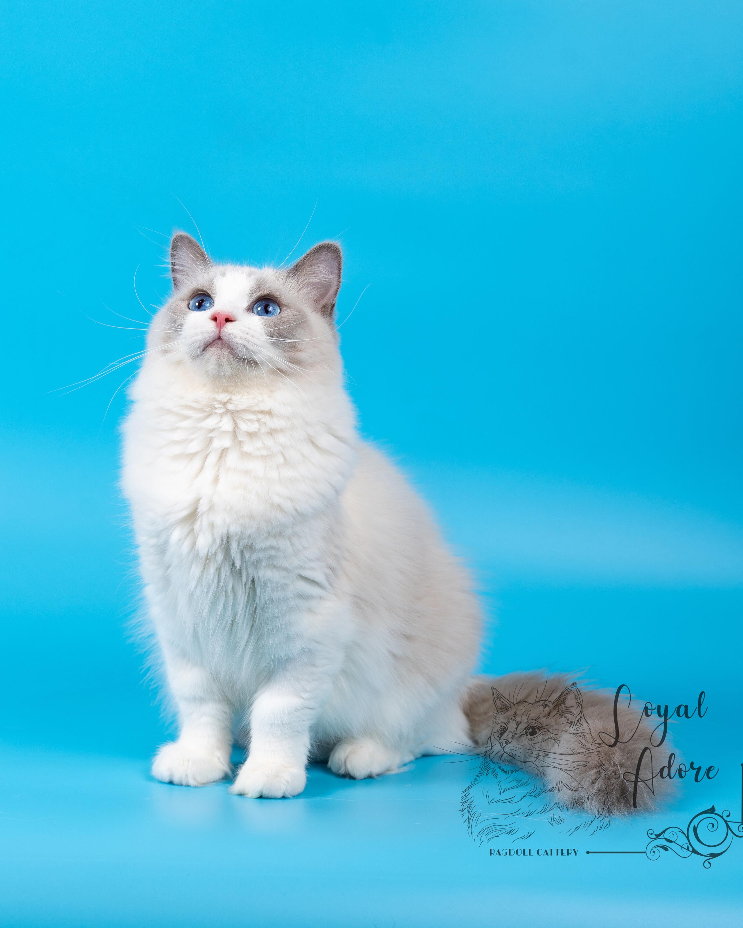 Котята рэгдолл от Loyal Adore. Питомник рэгдолл Loyal Adore