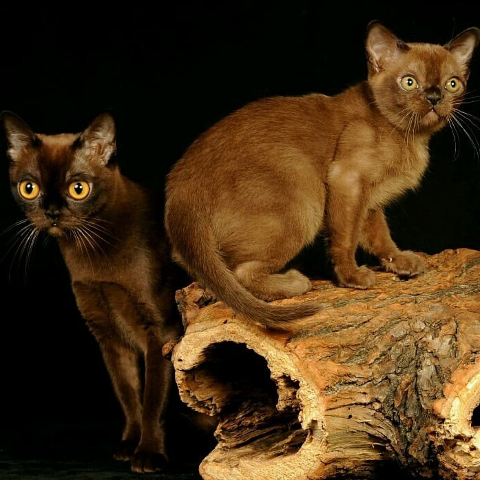 американская бурма котята