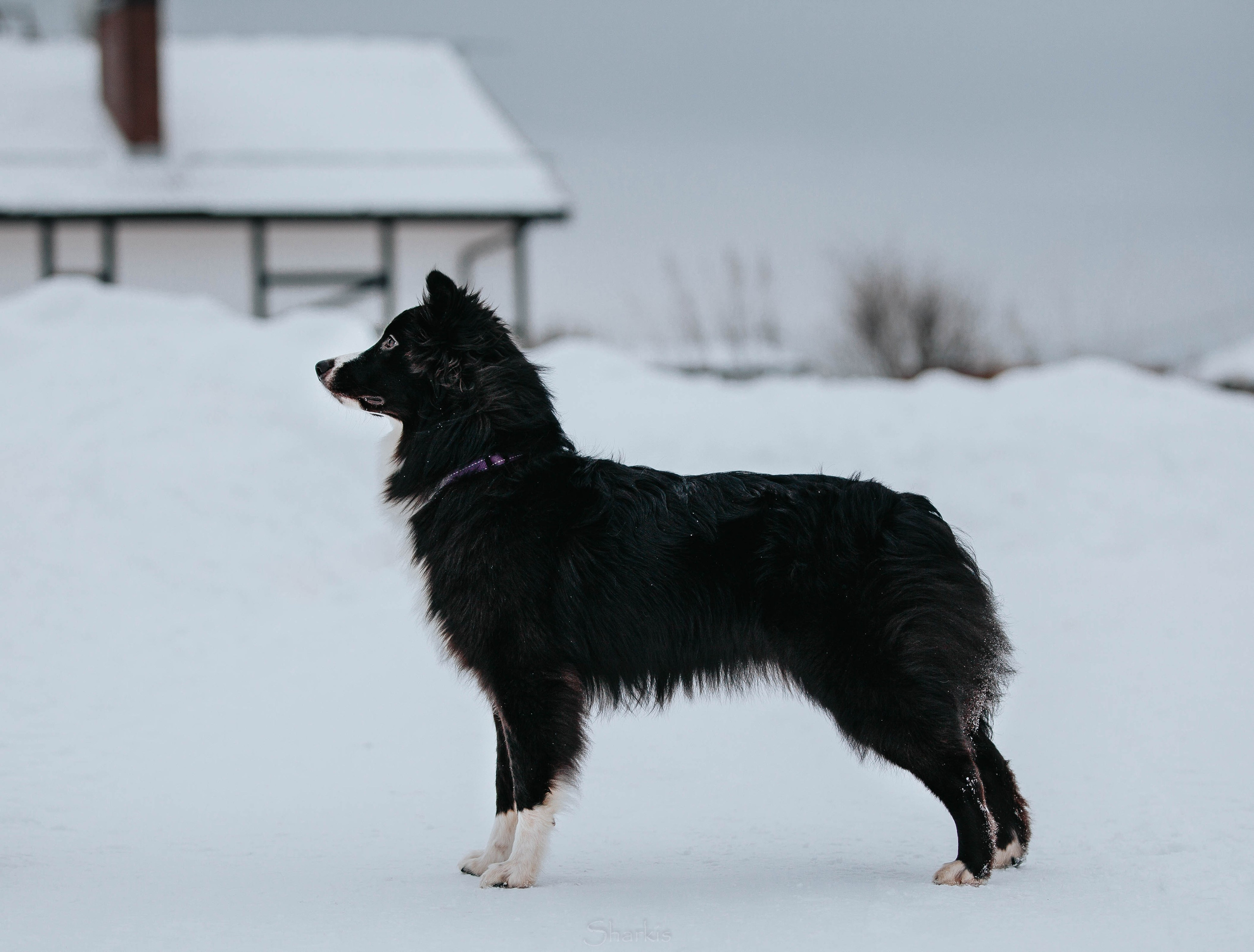 Хава. BLGKV питомник собак